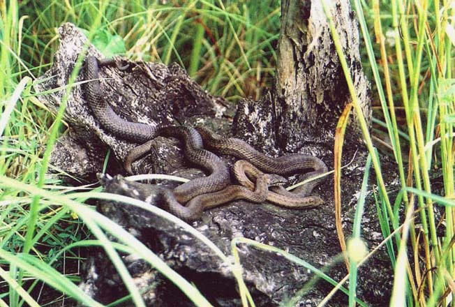 Multiple snakes coiled on a decaying tree stump surrounded by tall green grass