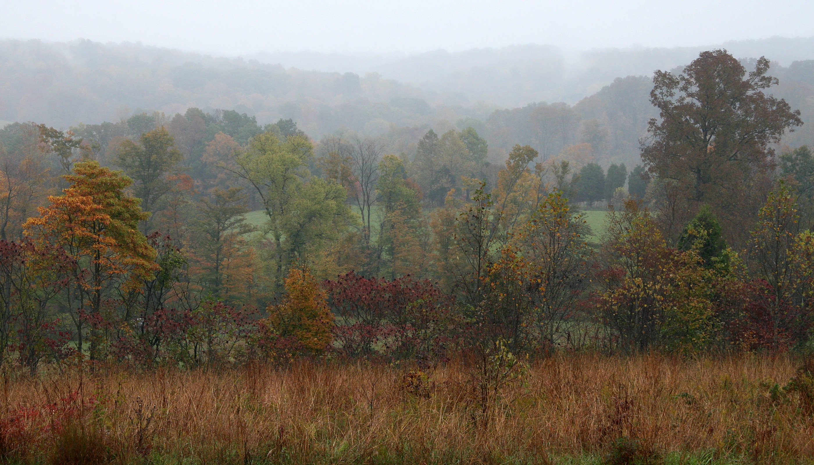 A wide, eye level landscape view of a dense, multi-colored forest during autumn, with thick mist obscuring the distant rolling hills and a field of tall, brown grasses in the foreground.