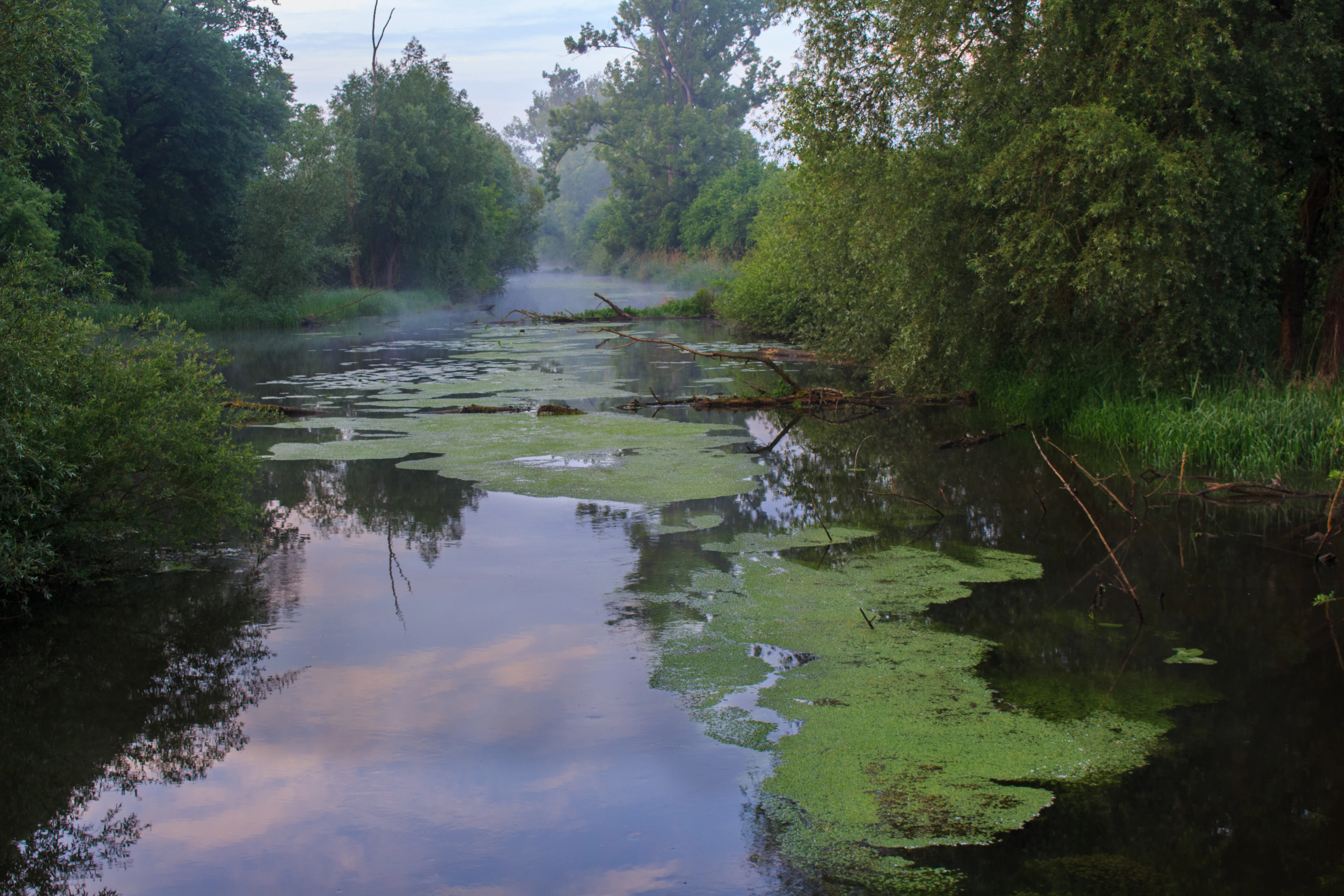 A calm waterway winding through a dense, lush green forest in the Hördter Rheinaue nature reserve, with soft morning mist visible in the distance and patches of algae floating on the surface.