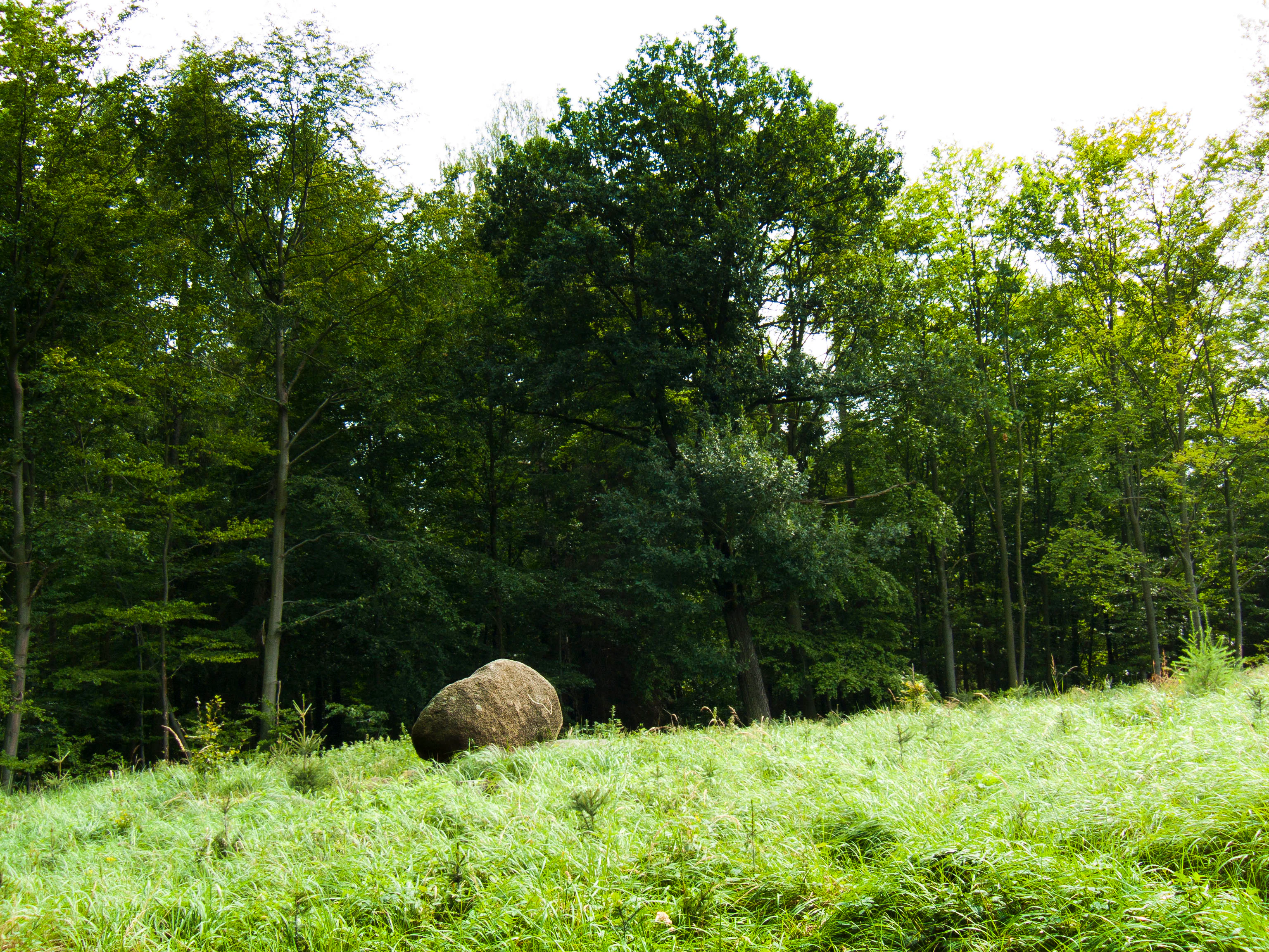 A large, rounded granite boulder sits in a grassy meadow at the edge of a lush, green deciduous forest.