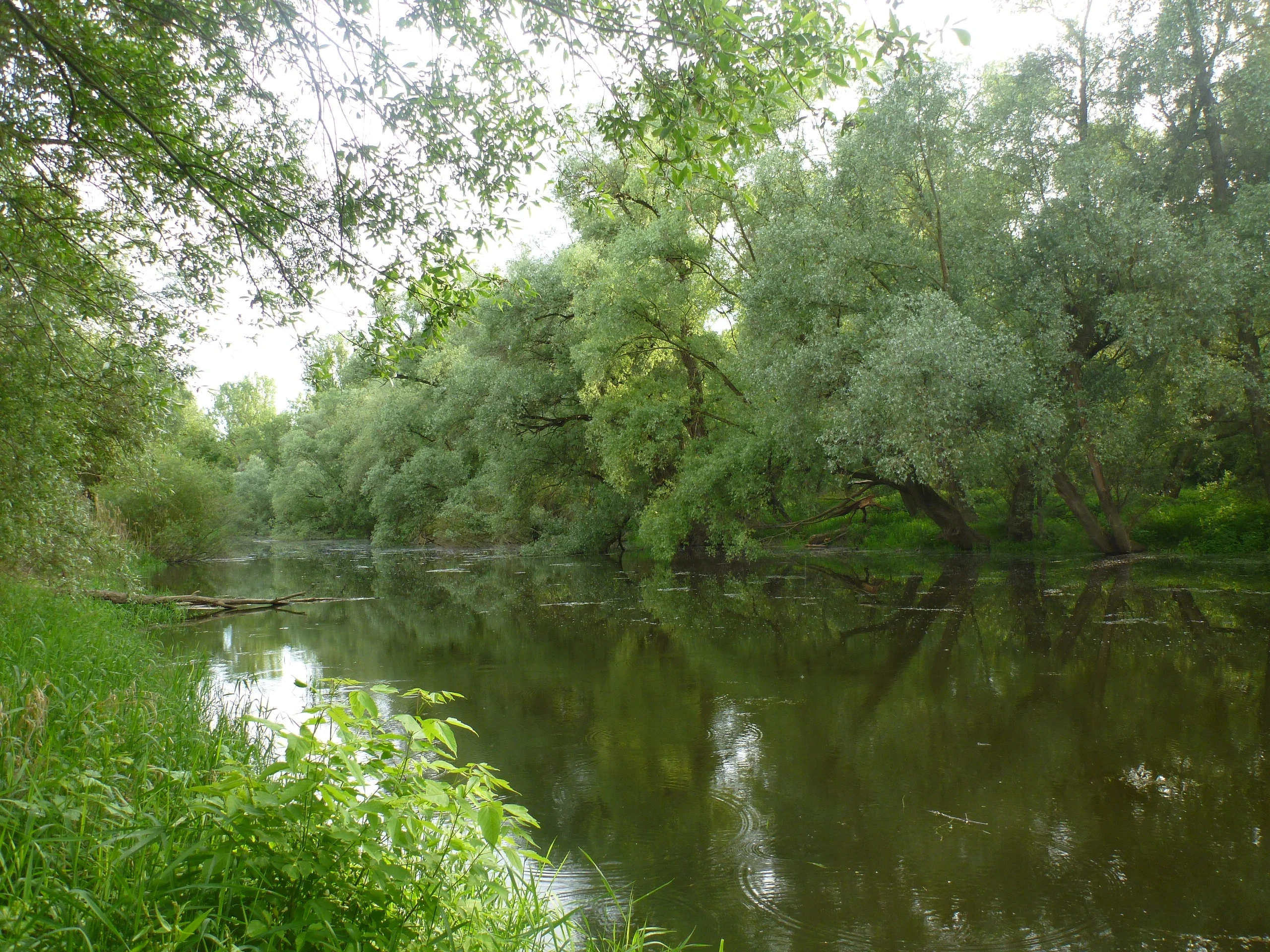 A peaceful, still body of water flanked by lush green riparian forest with overhanging trees reflected in the surface.