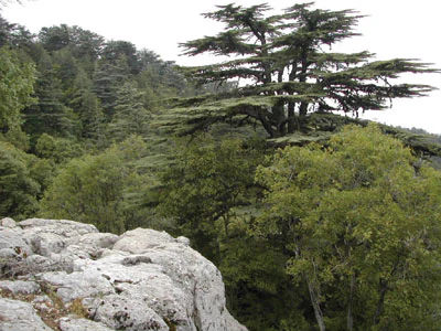 Rocky outcrop overlooking a dense forest with large cedar trees and other green vegetation