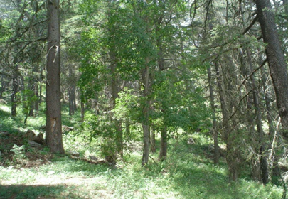 Forest scene with tall trees and green vegetation on sloping terrain with dappled sunlight
