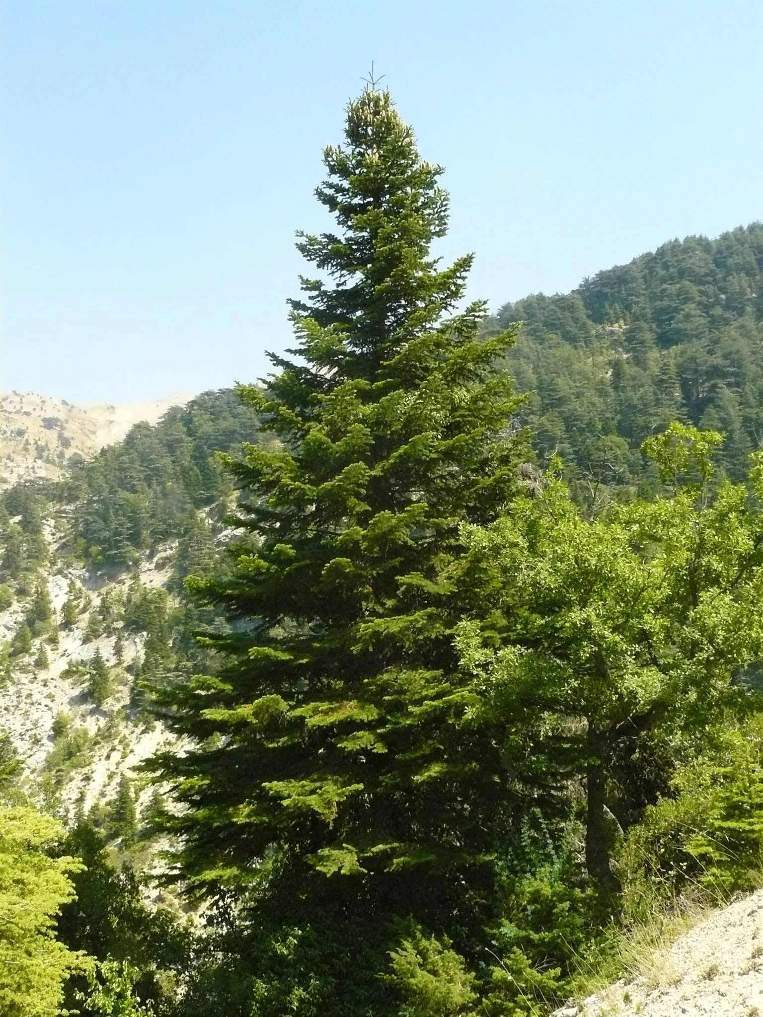 Tall evergreen tree with dense green foliage on rocky terrain, mountains in background.