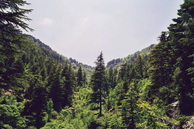 Wide landscape of dense green forest with tall cedar trees, mountain slopes in the background, and clear sky