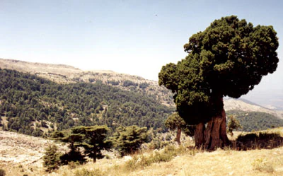 Greek juniper tree standing on dry hillside with forested mountains in background