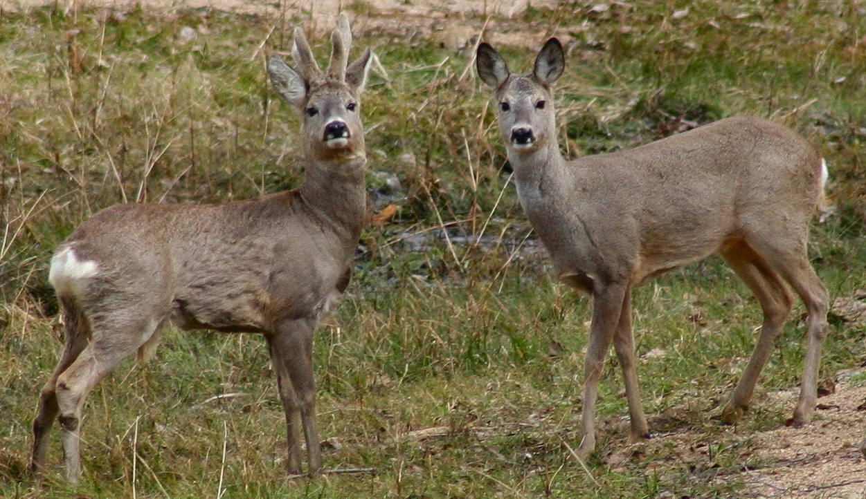 Two Roe Deer standing on grassy terrain with dry vegetation in the background