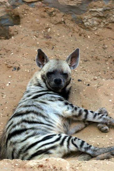 Striped hyena lying on sandy ground with visible black and white stripes and upright ears