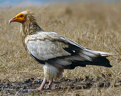 Egyptian vulture with yellow face and white-gray plumage standing on dry grass