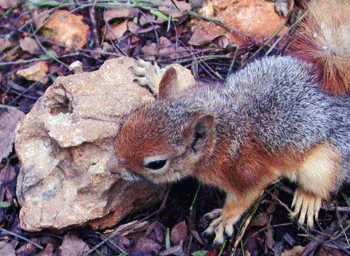 A gray and brown squirrel standing on a rock with forest debris and leaves around it