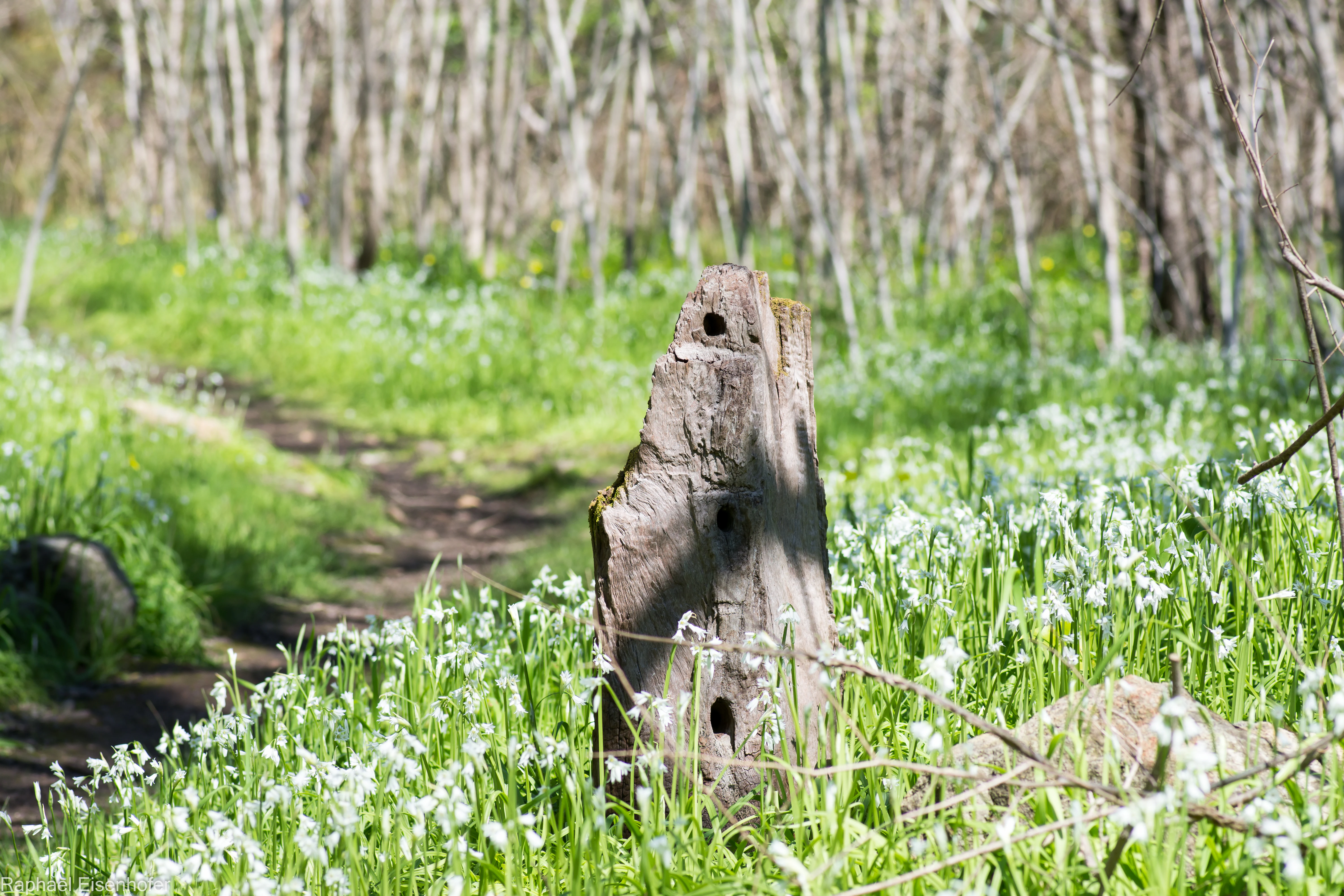 A close-up of a weathered wooden fence post surrounded by a patch of small white flowers, with a blurred trail winding into a forest in the background.