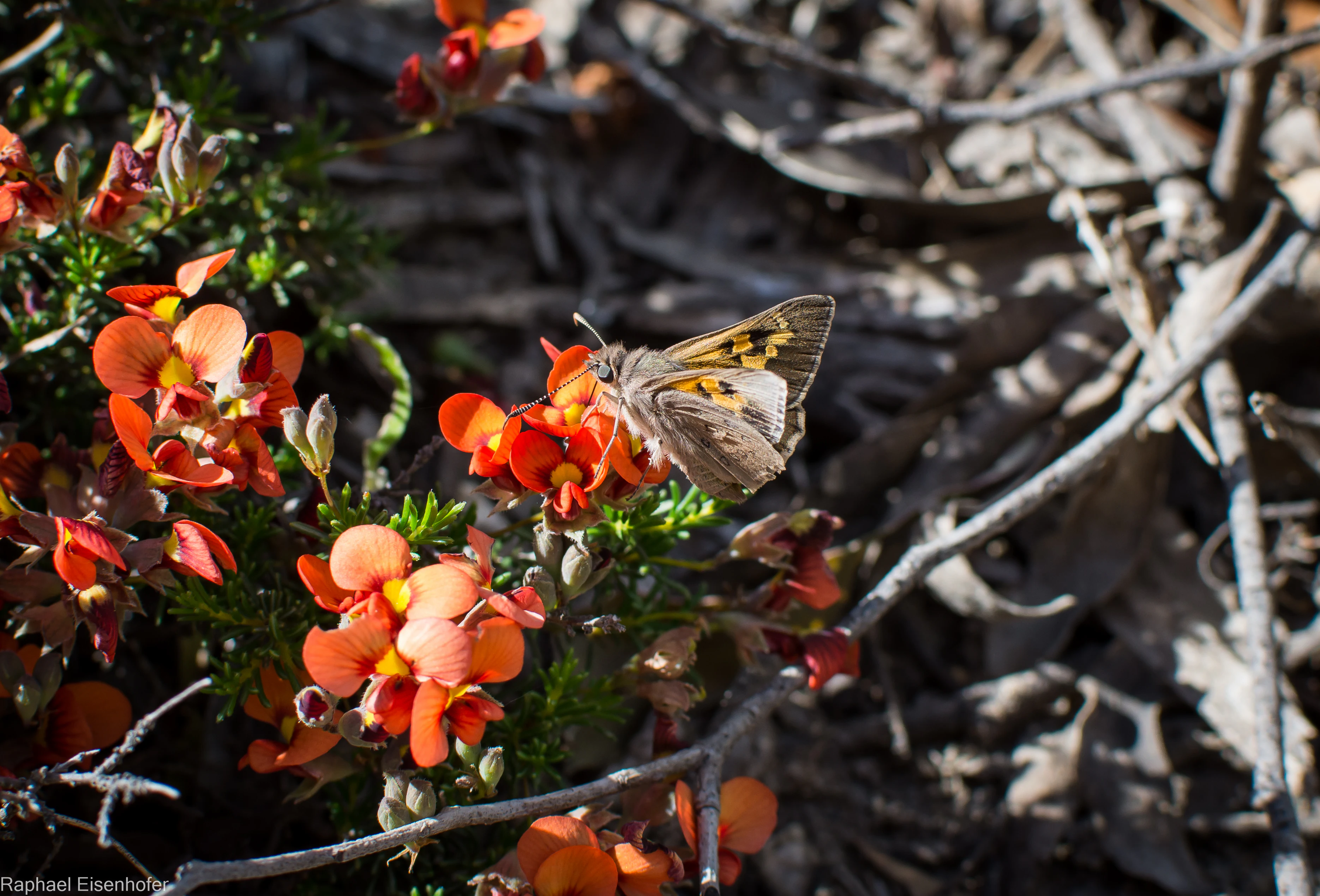 A butterfly with mottled brown and orange wings perched on a cluster of vibrant orange flowers.