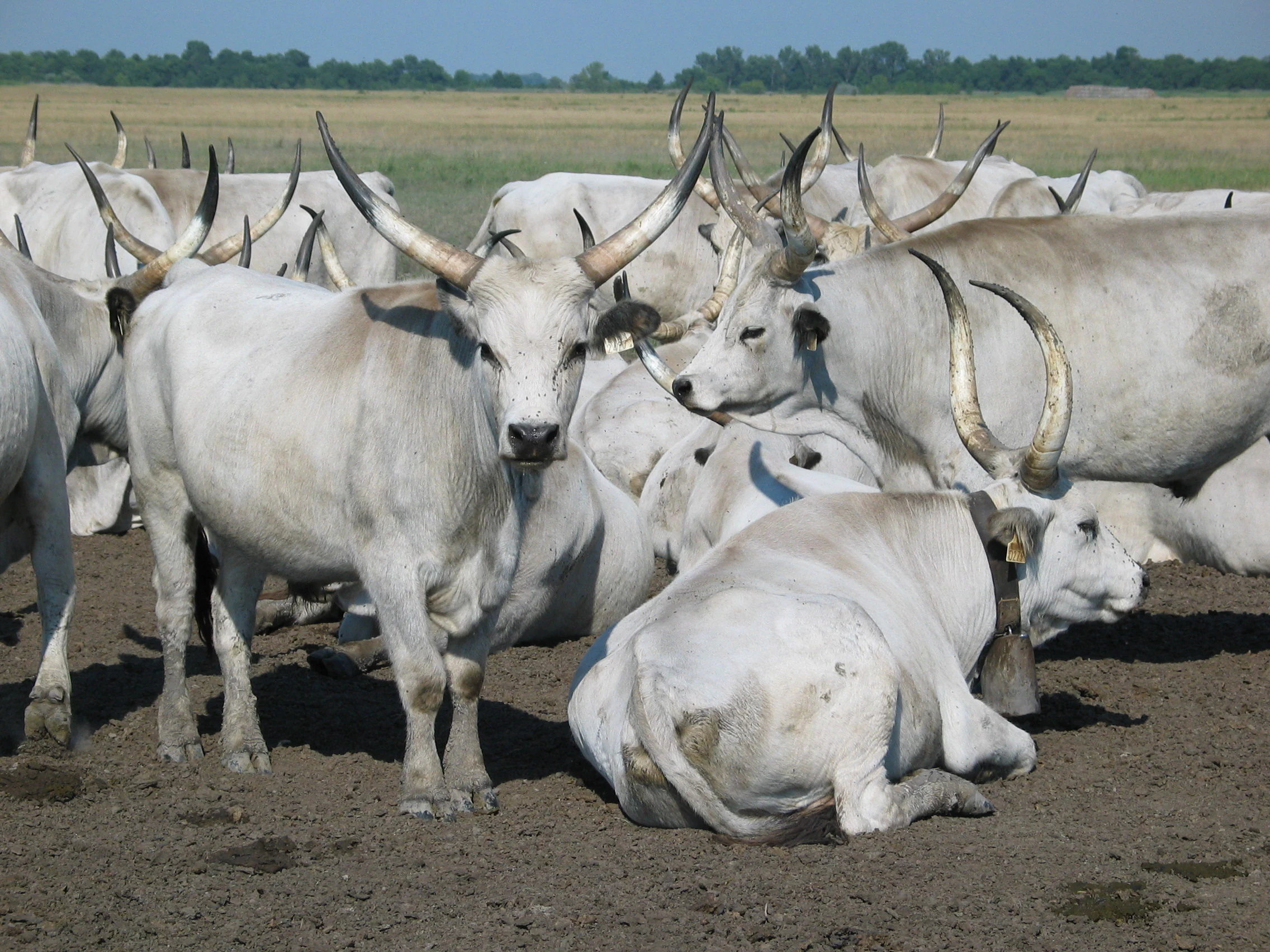 A herd of white cattle with large curved horns in a grassy field with trees in the background