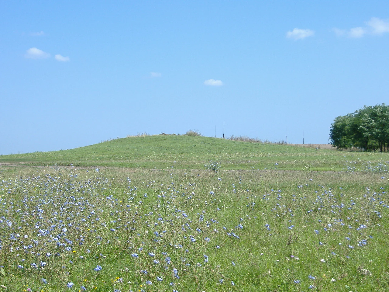 Grassy meadow with scattered blue wildflowers, a small grassy hill in the background, and clear blue sky
