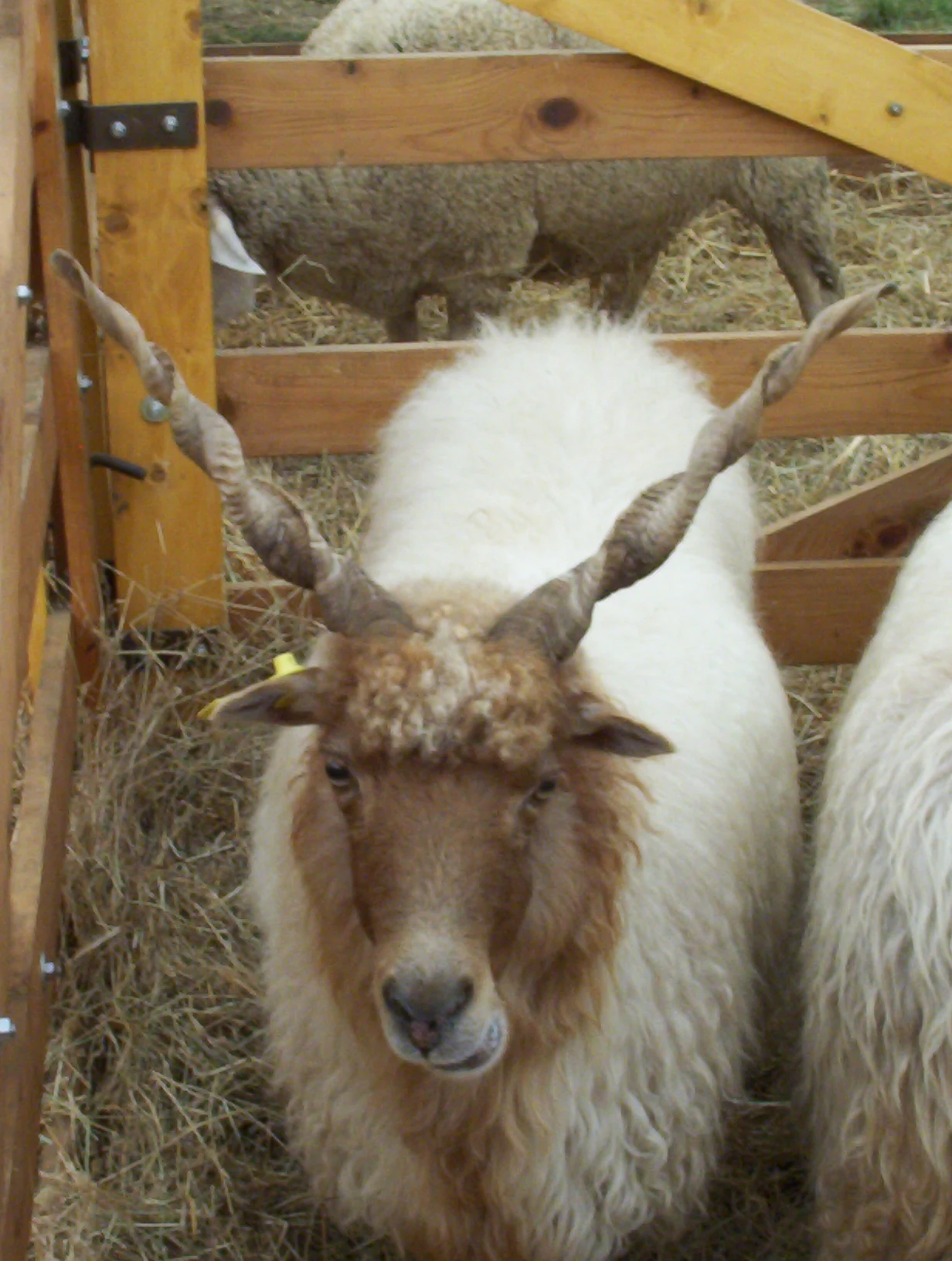 Racka sheep with twisted horns and thick white wool standing in a wooden pen with hay