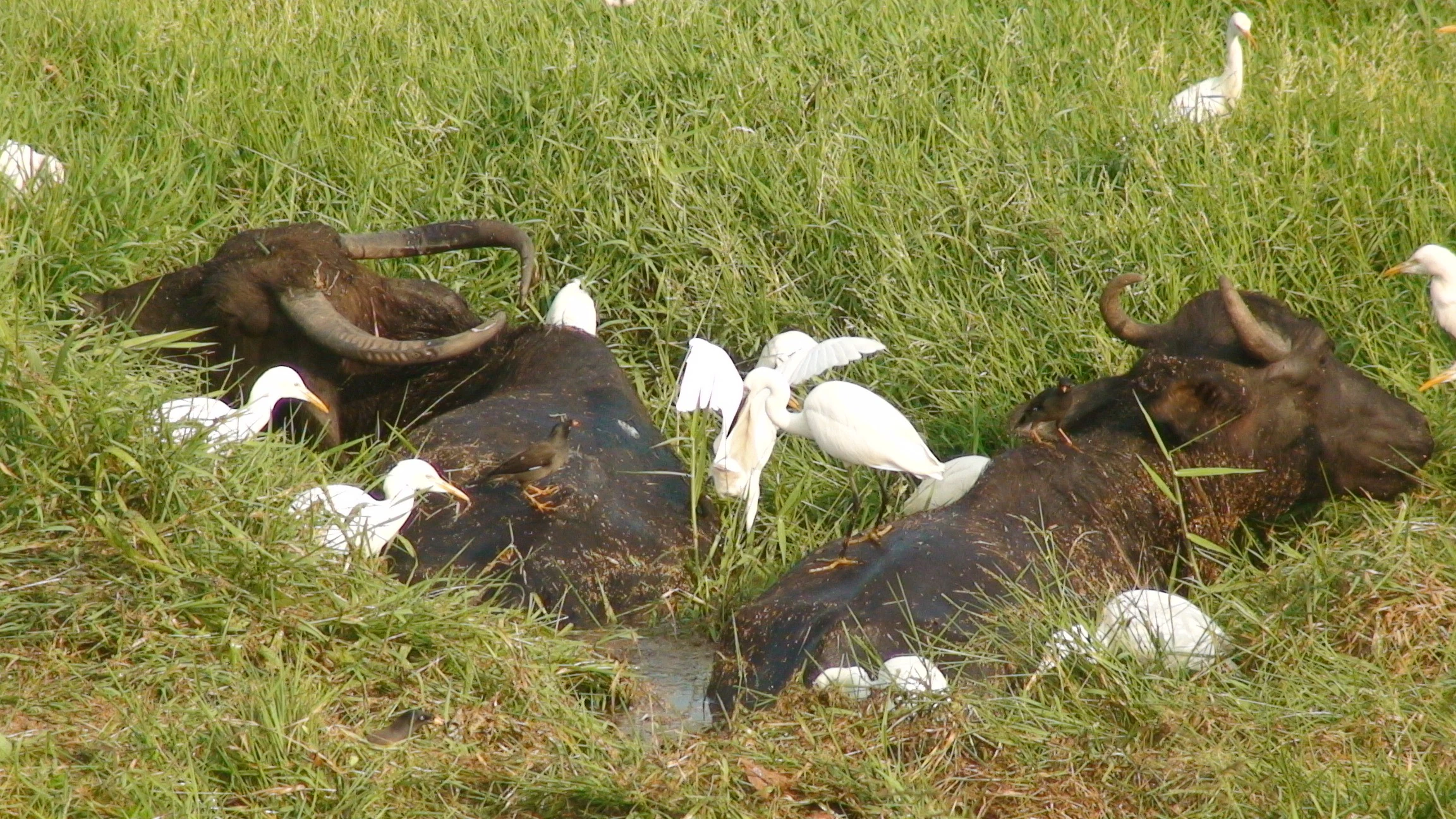 Water buffalo resting in tall grass with white egrets feeding nearby.