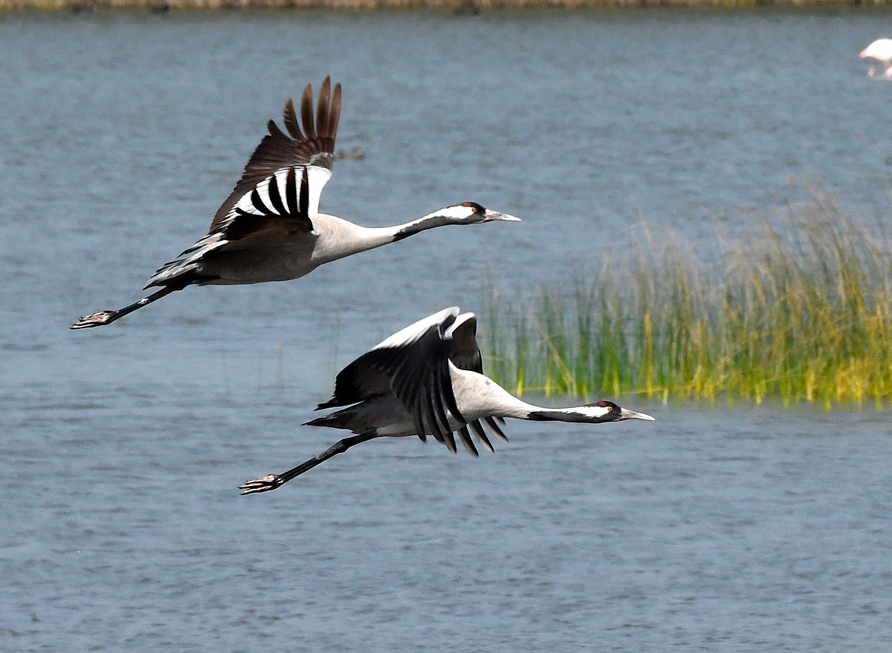 Two cranes flying over water with tall grasses in the background