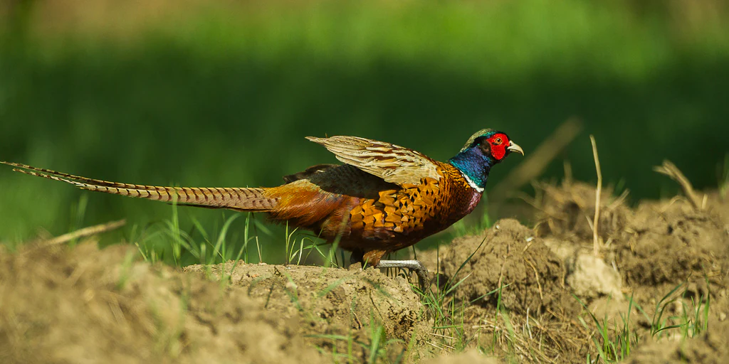 Ring-necked Pheasant standing on grassy terrain with a blurred green background