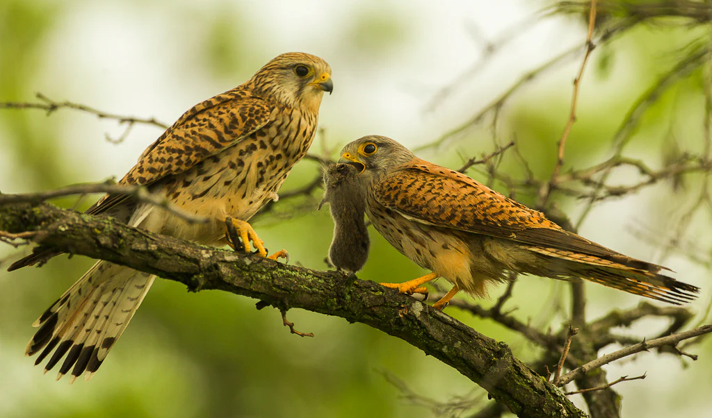 Two brown and orange birds with yellow eyes and beaks perched on a branch, one holding a small rodent
