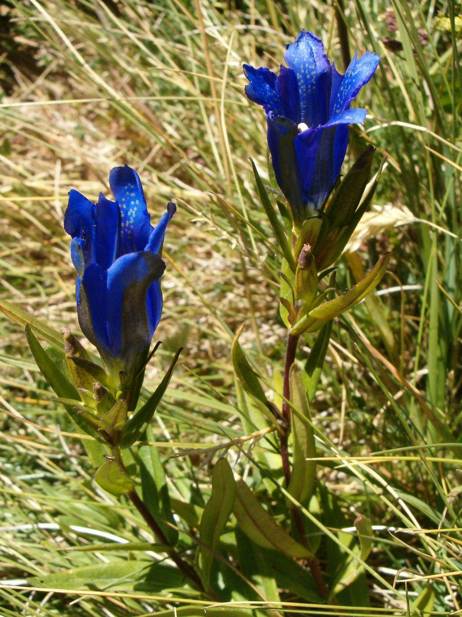 Two blue Gentiana pneumonanthe flowers with green leaves and yellowish grass background