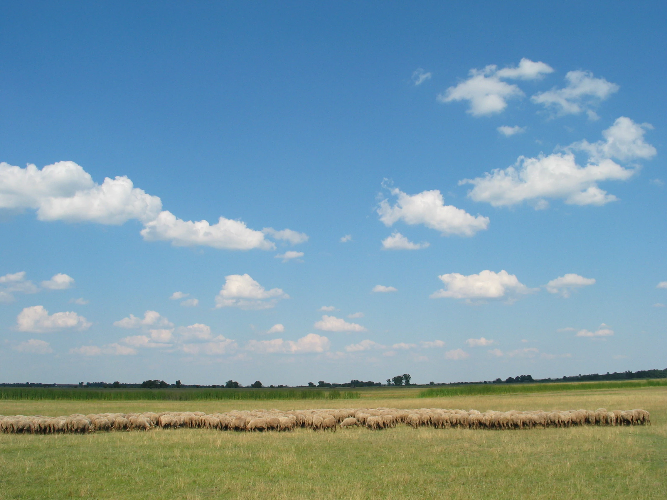 Vast green grassland field with a distant herd of sheep under a bright blue sky with scattered clouds