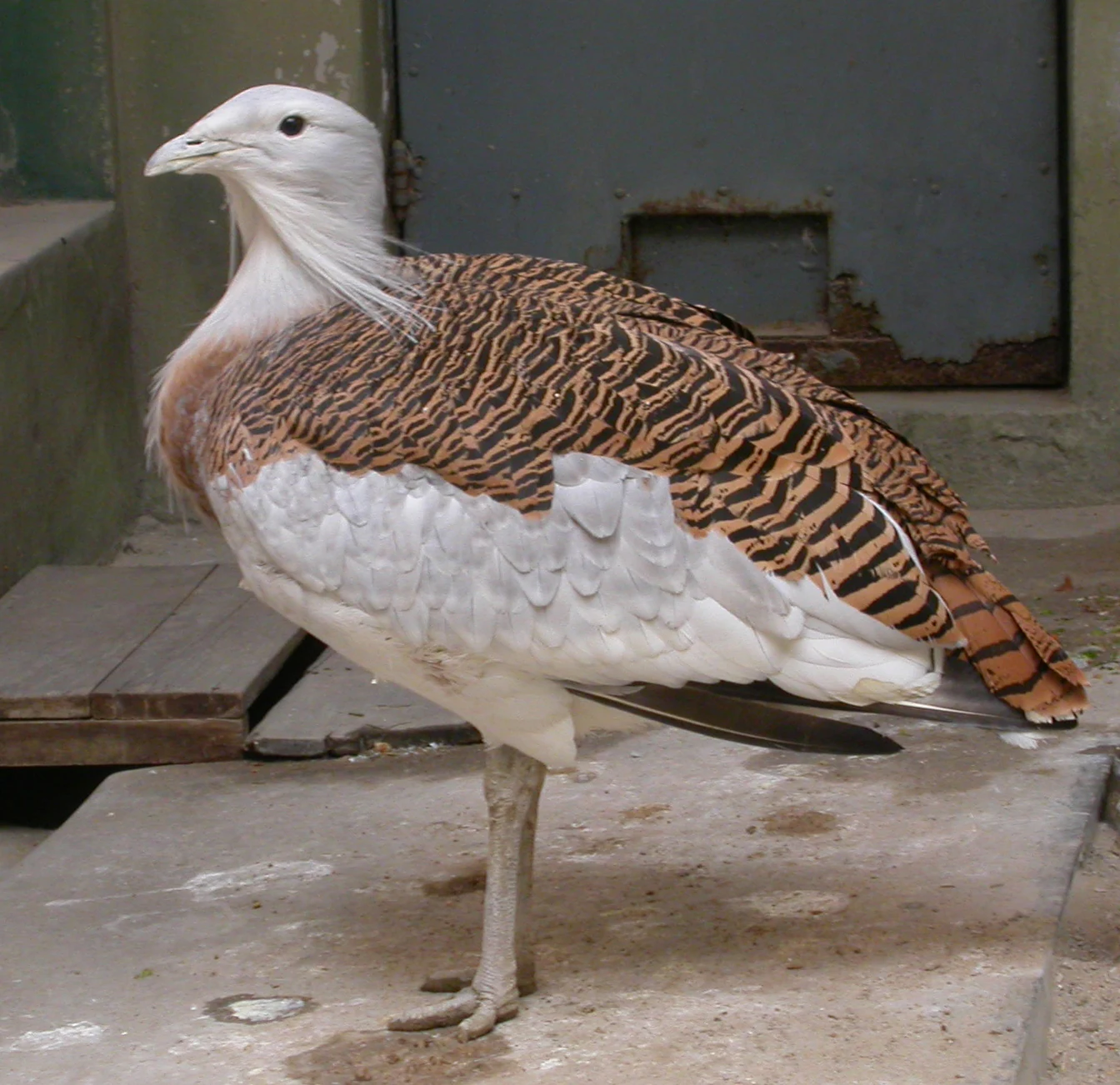 Great Bustard bird with brown and black striped pattern on back, white underparts, and long legs standing on concrete surface