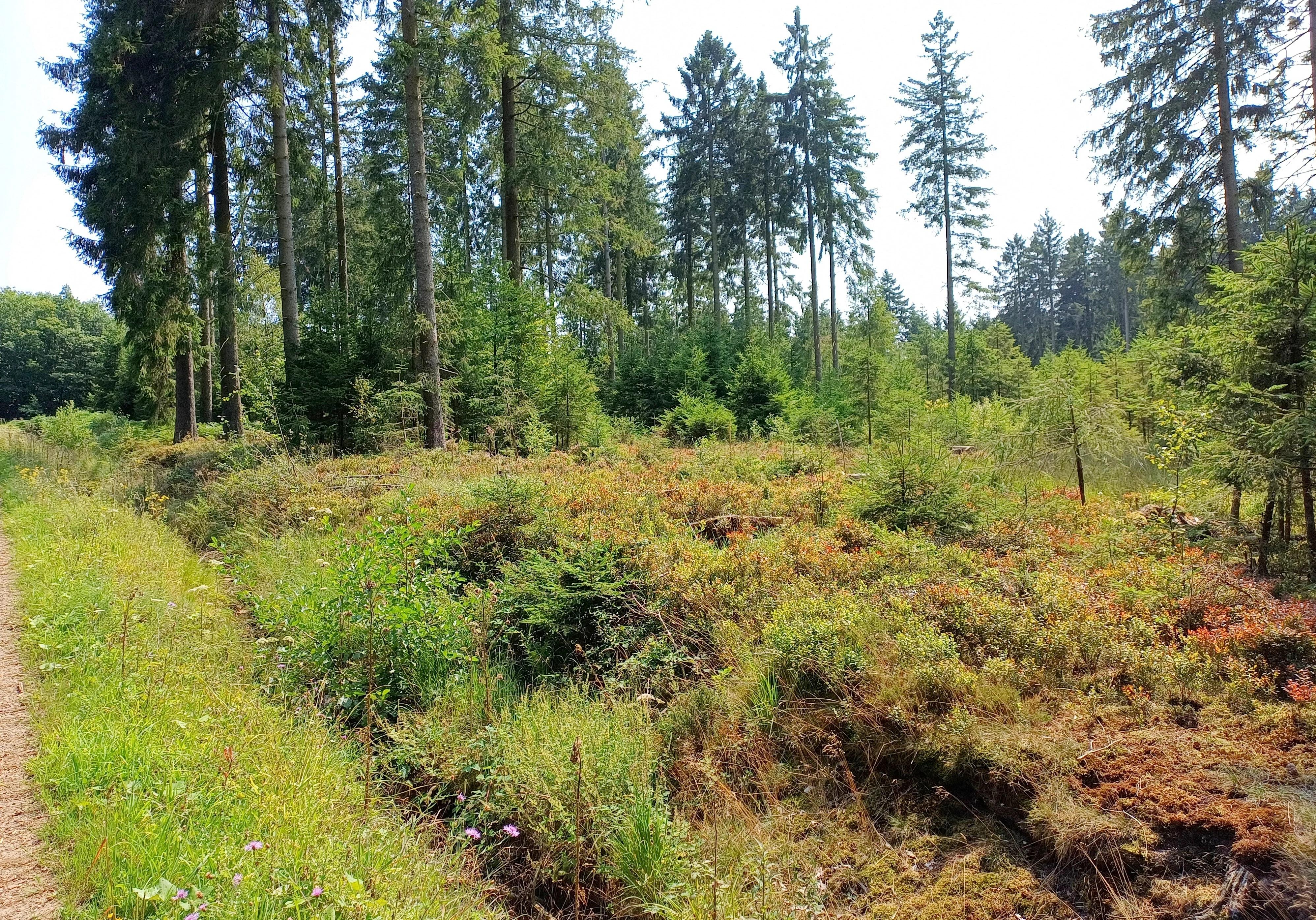 A wide outdoor shot of the Hoscheider Venn wetland area in Germany, featuring low-lying bog vegetation in the foreground and a dense line of coniferous trees in the background.