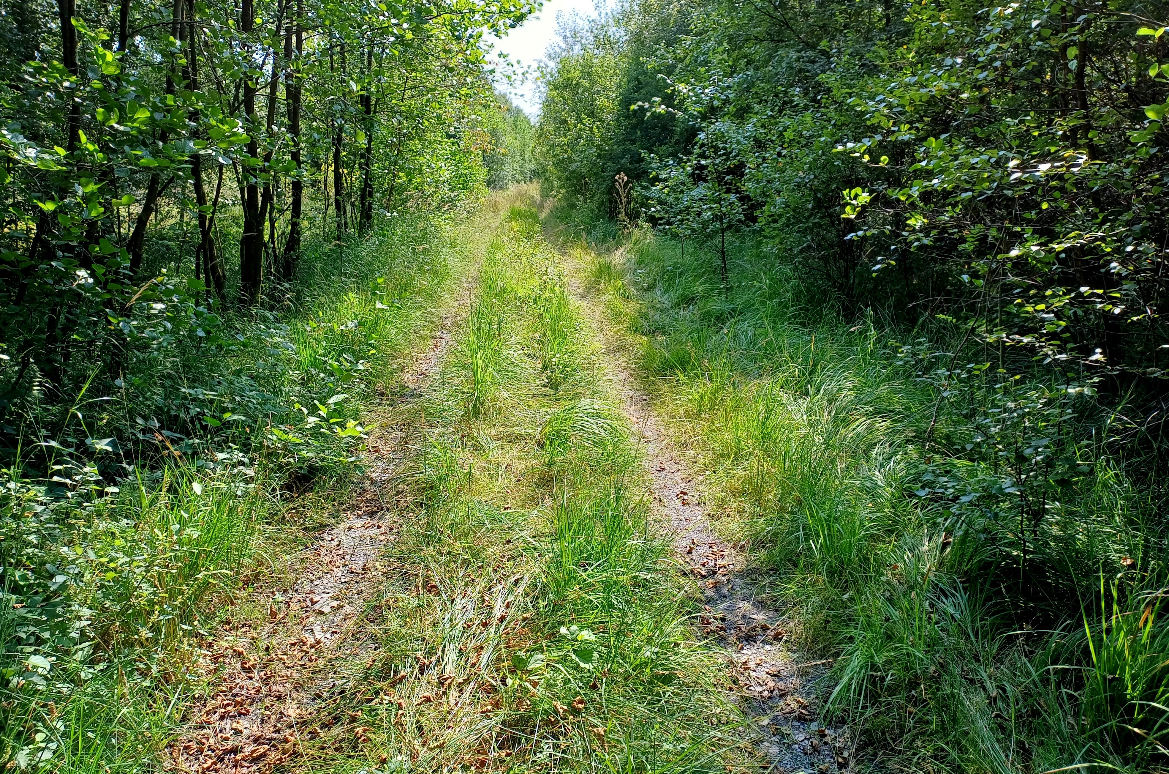 A narrow, dirt-and-grass trail flanked by dense deciduous trees and green undergrowth in a natural, forested area.