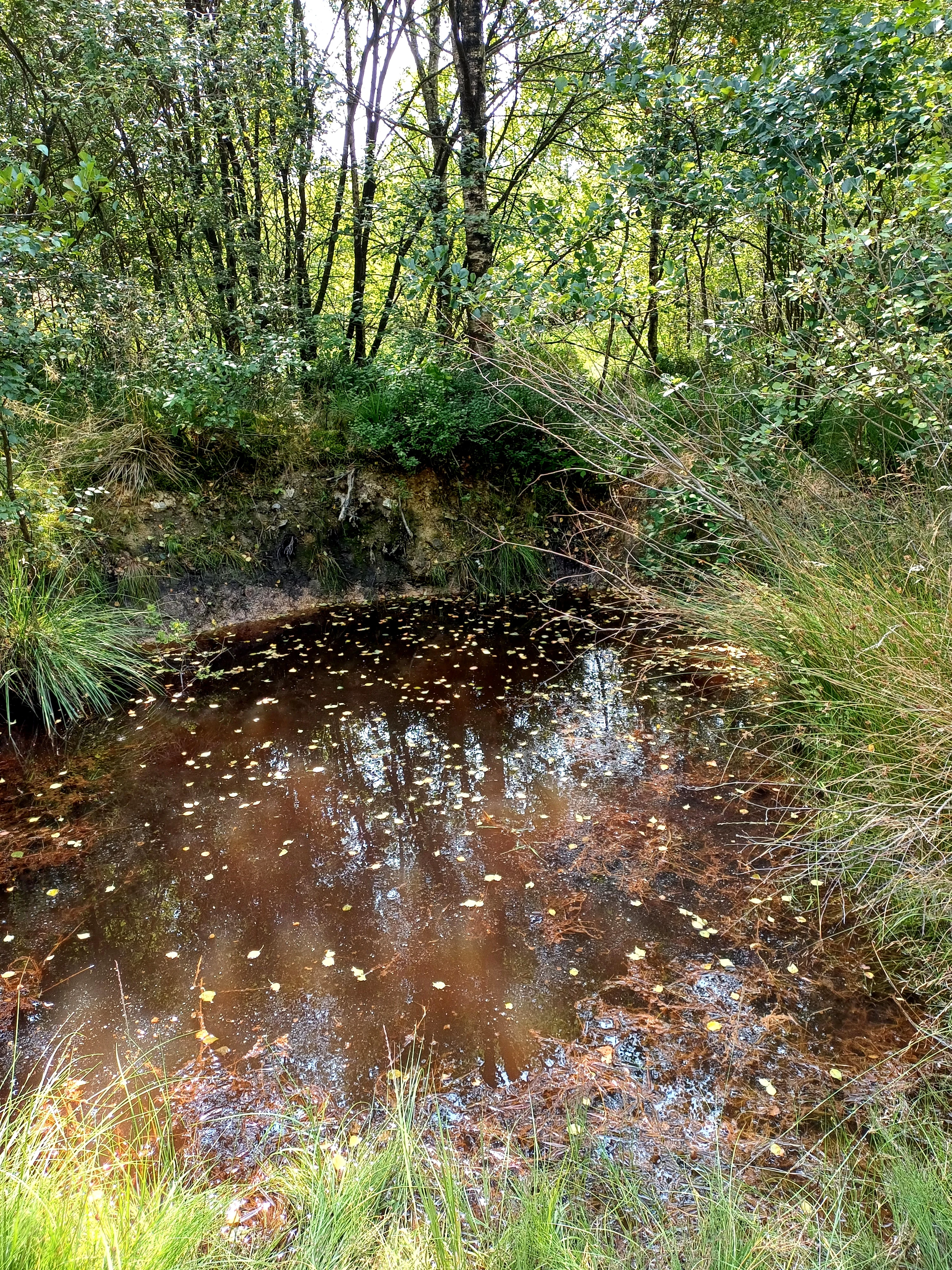 A small, dark circular pond with tea-colored water sits nestled within a forest, framed by tall grasses, low vegetation, and dense trees.