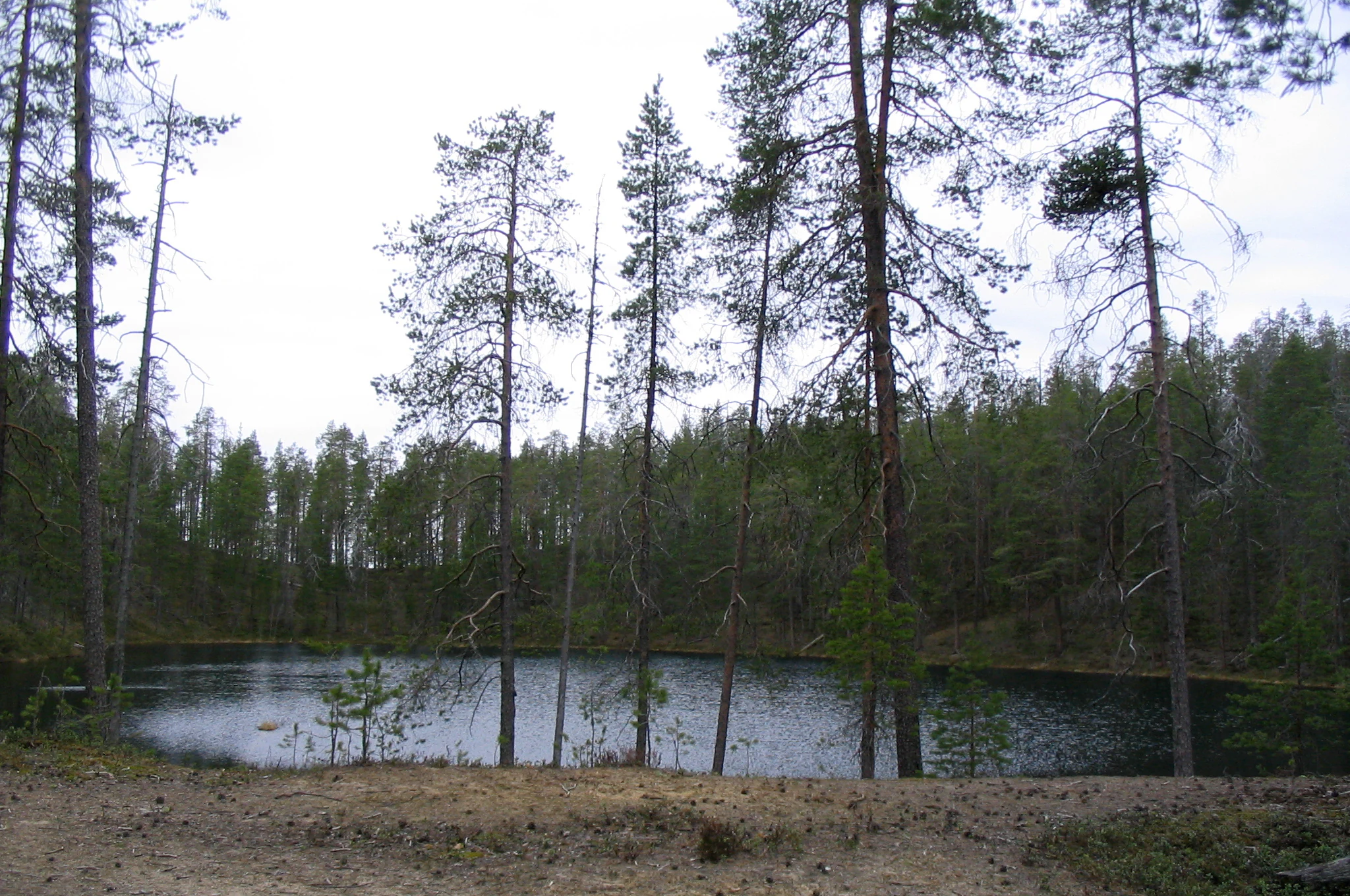 Tall pine trees and forest vegetation surrounding a small pond on an overcast day with open ground in the foreground