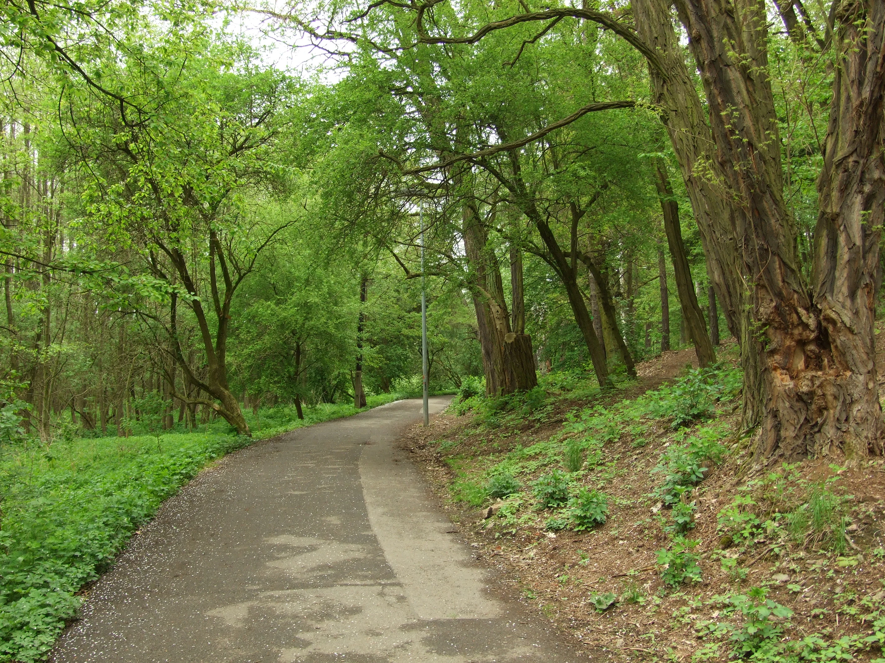 A narrow, slightly curved asphalt path leads into a lush, green deciduous forest, with mature trees lining both sides and ground cover visible along the embankments.