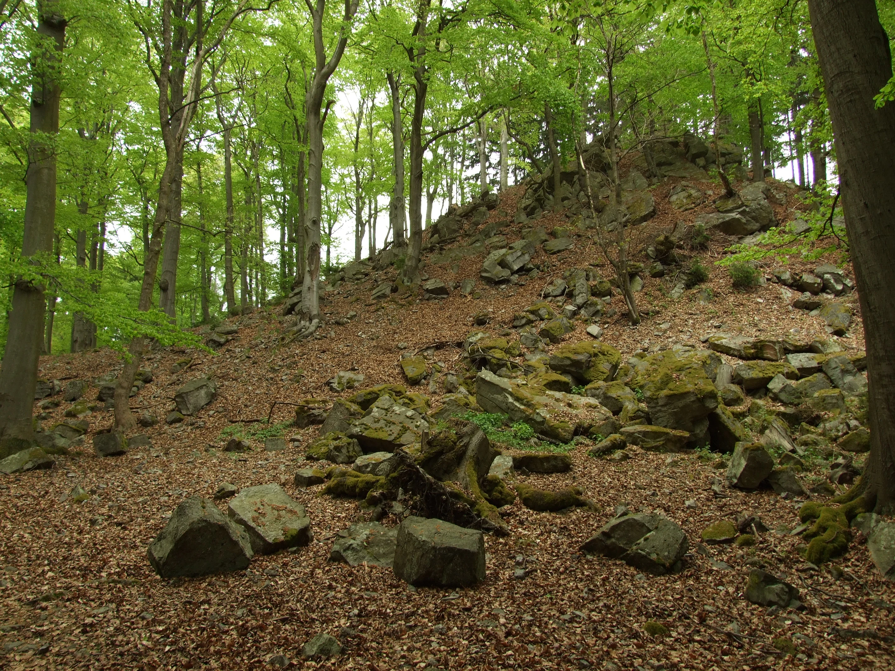 A forest floor covered in dead leaves and mossy rocks, sloping upward toward a rocky outcropping under a canopy of green deciduous trees.