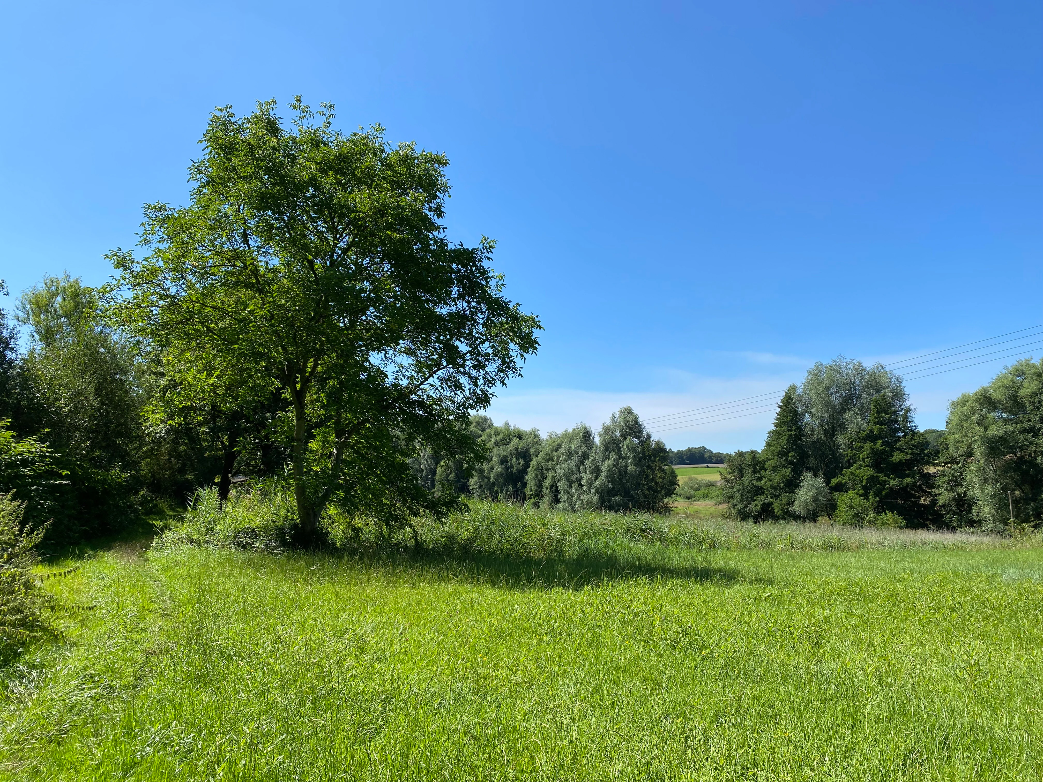 A green, grassy meadow in the foreground with a large deciduous tree to the left and a line of trees in the background under a clear blue sky.