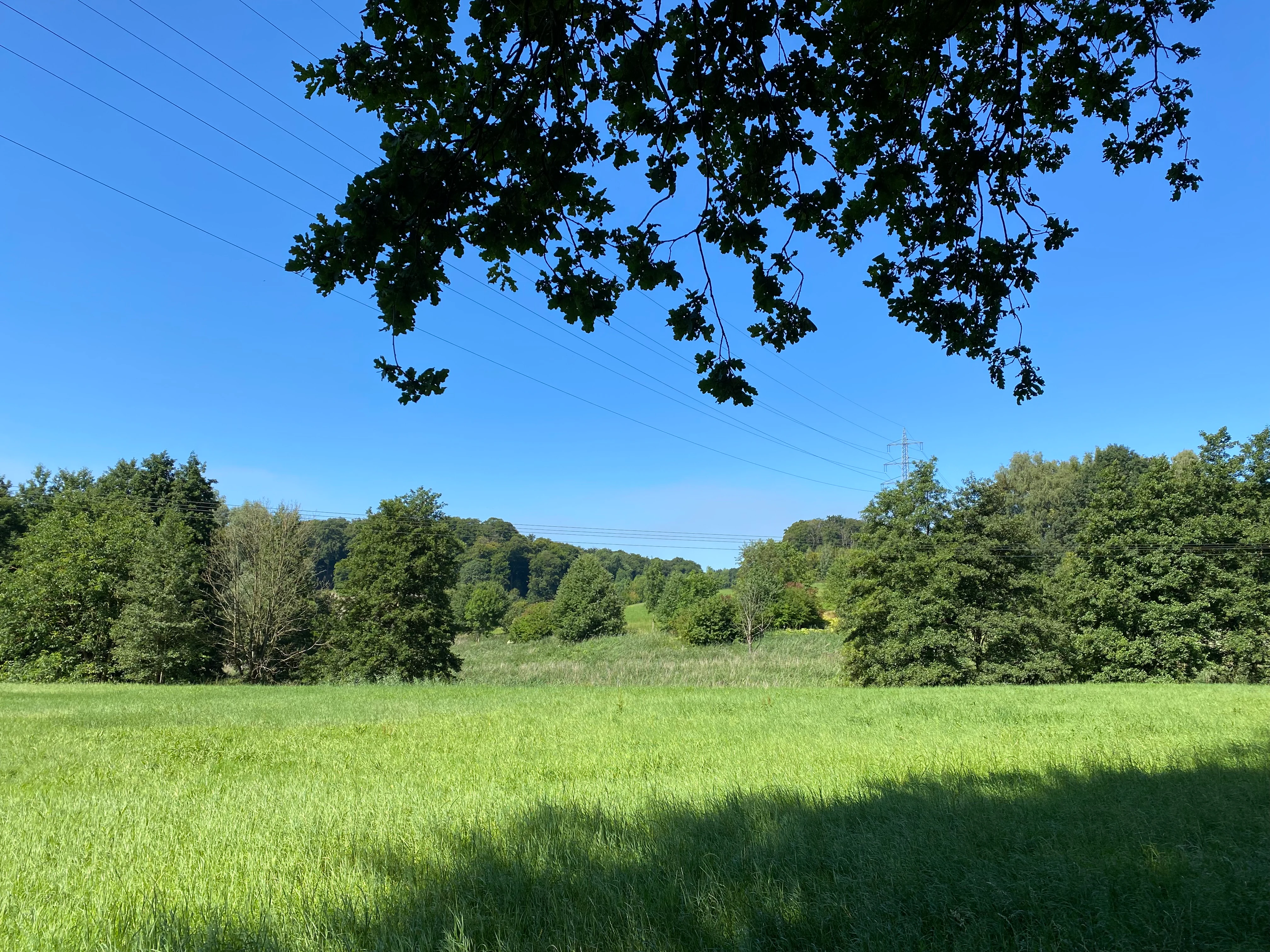 A sunny day landscape view of a green meadow in the foreground leading into a tree lined valley with a blue sky overhead.