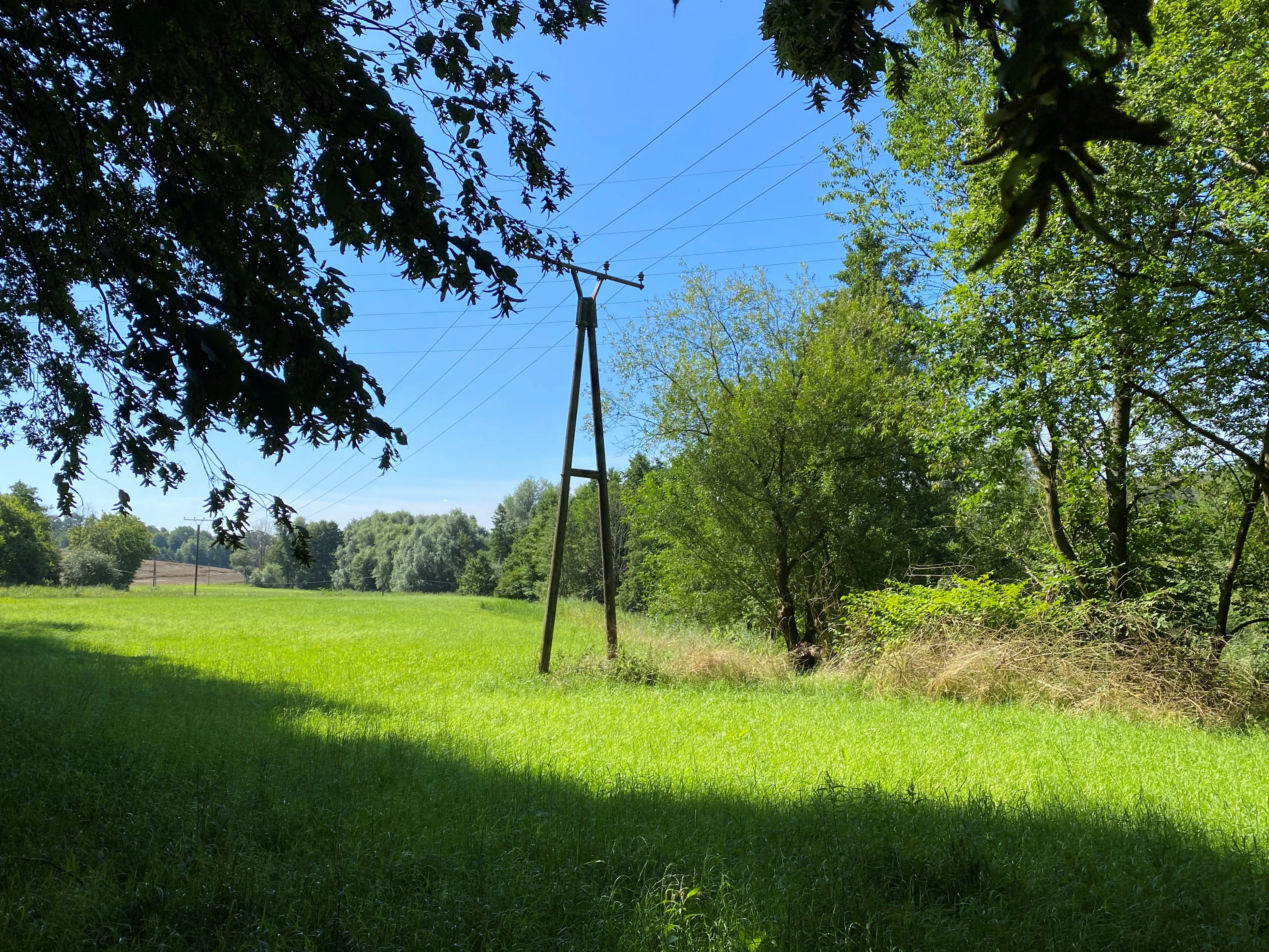 A view of a green meadow with a wooden power line pole in the center, flanked by trees and a bright blue sky.