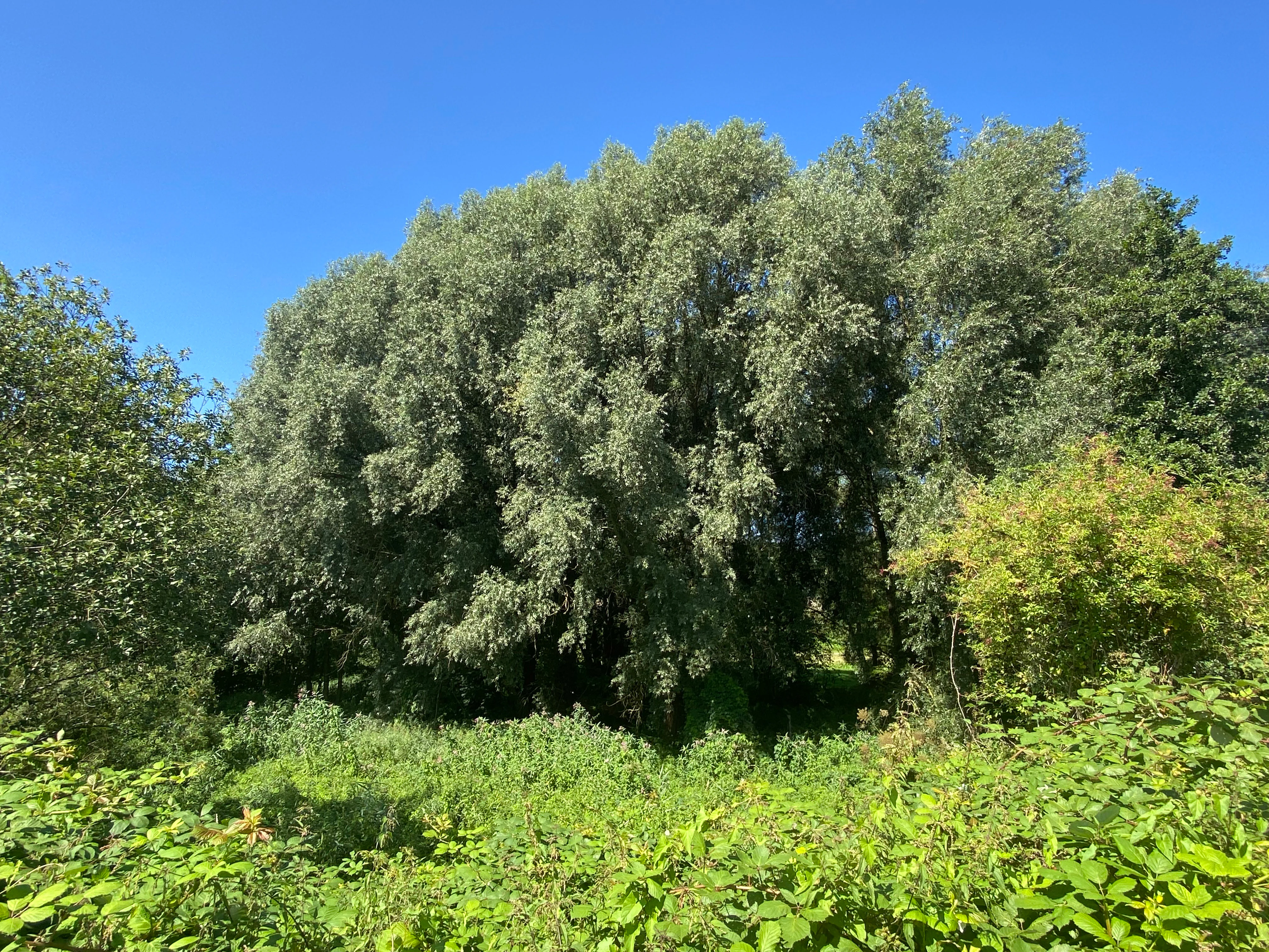 A dense stand of green trees under a clear blue sky, with lush bushes and undergrowth in the foreground.
