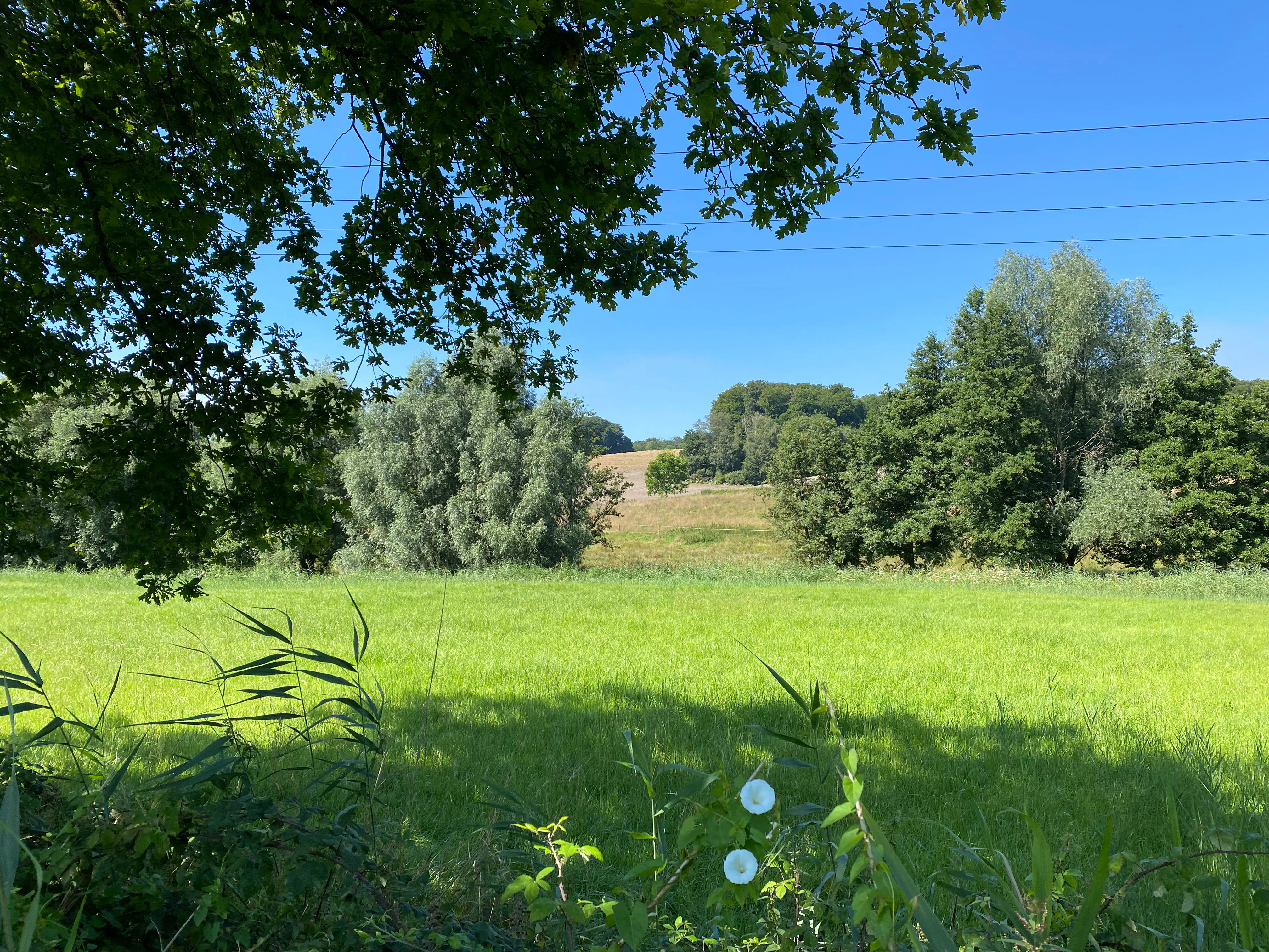 A sunny, green landscape of the Hubbelrather Bachtal nature reserve featuring a foreground of tall grass and trees, looking out over an open meadow toward a wooded hillside under a clear blue sky.