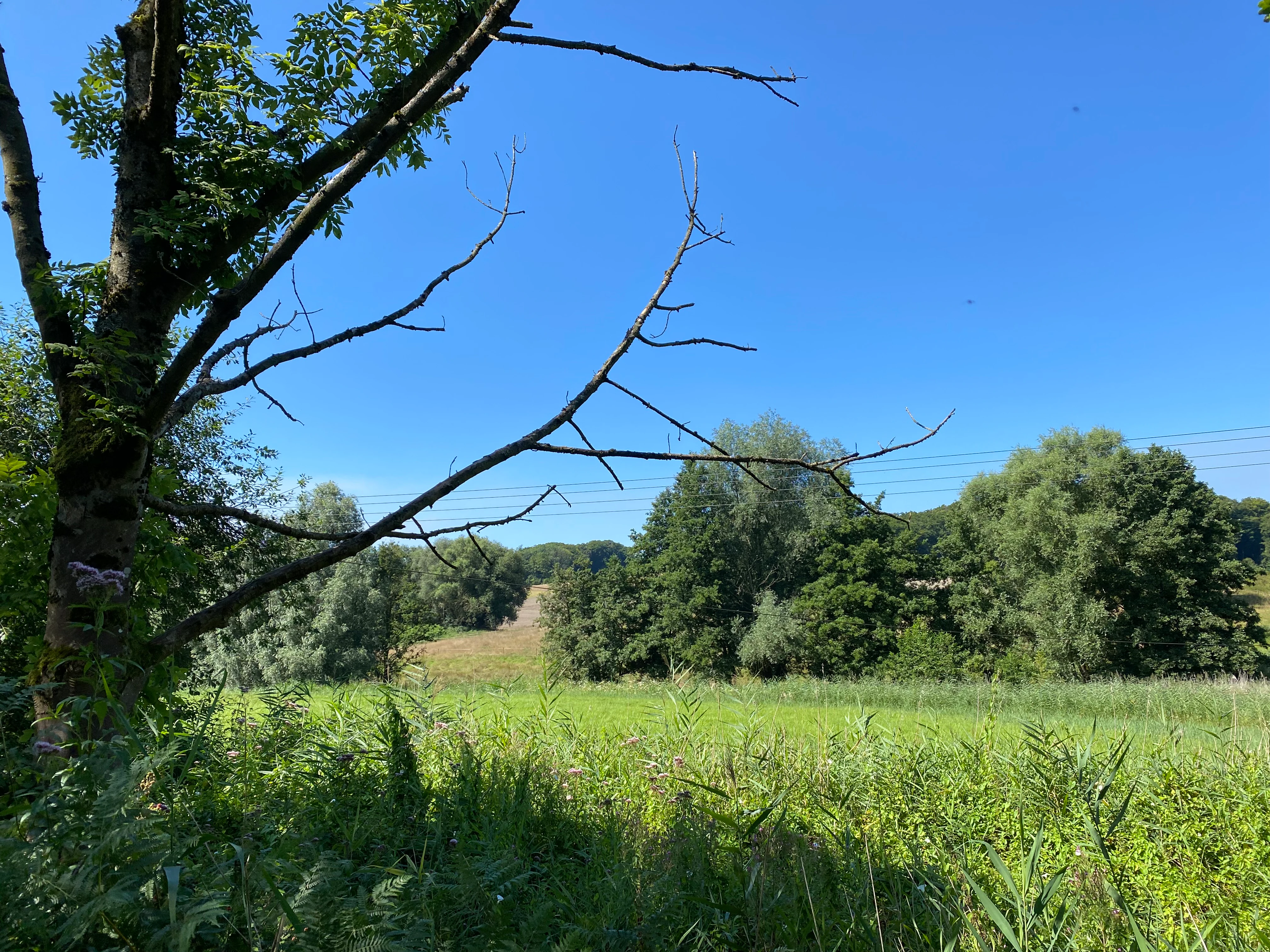 A sunny day view of a grassy meadow bordered by trees and shrubs in a valley, with a clear blue sky above.