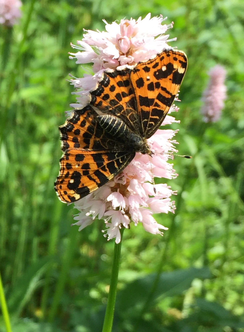 A Map butterfly, Araschnia levana, with orange and black patterned wings, rests on a cluster of small pink flowers.