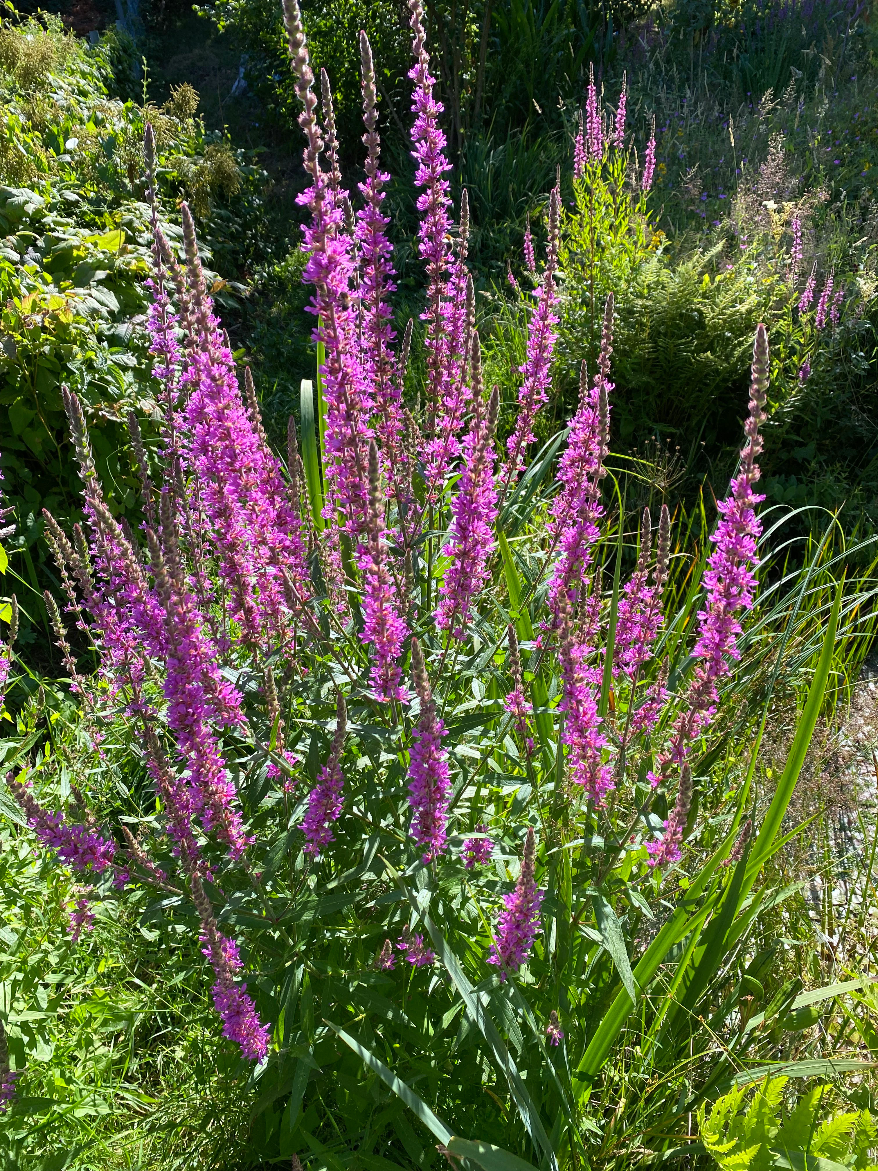 A cluster of purple loosestrife flowers with tall, vibrant pink-purple spikes growing in a lush, green natural meadow.