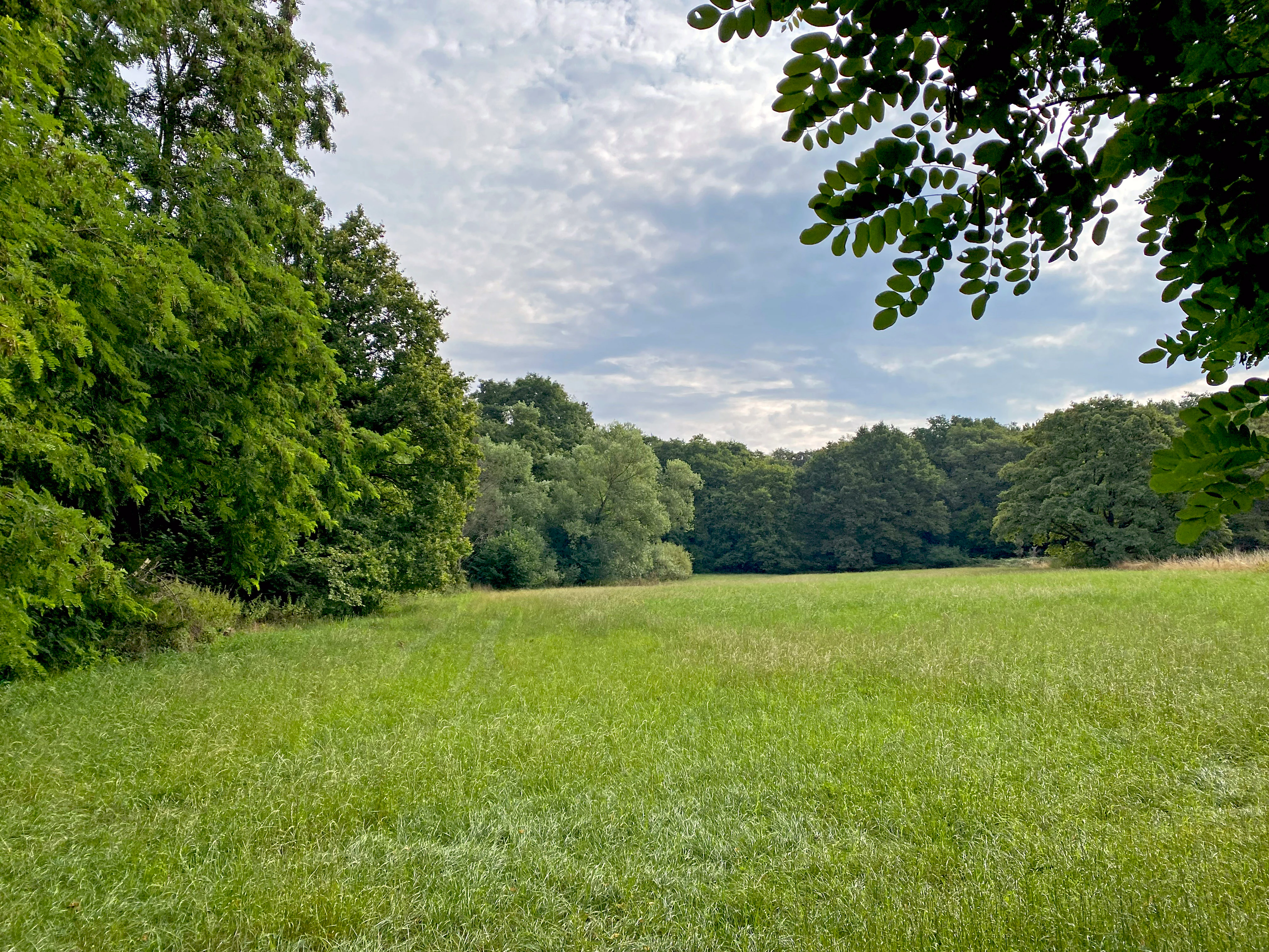 A green, grassy meadow stretches into the distance, framed by dense, mature deciduous forest on both sides under a soft, overcast sky.