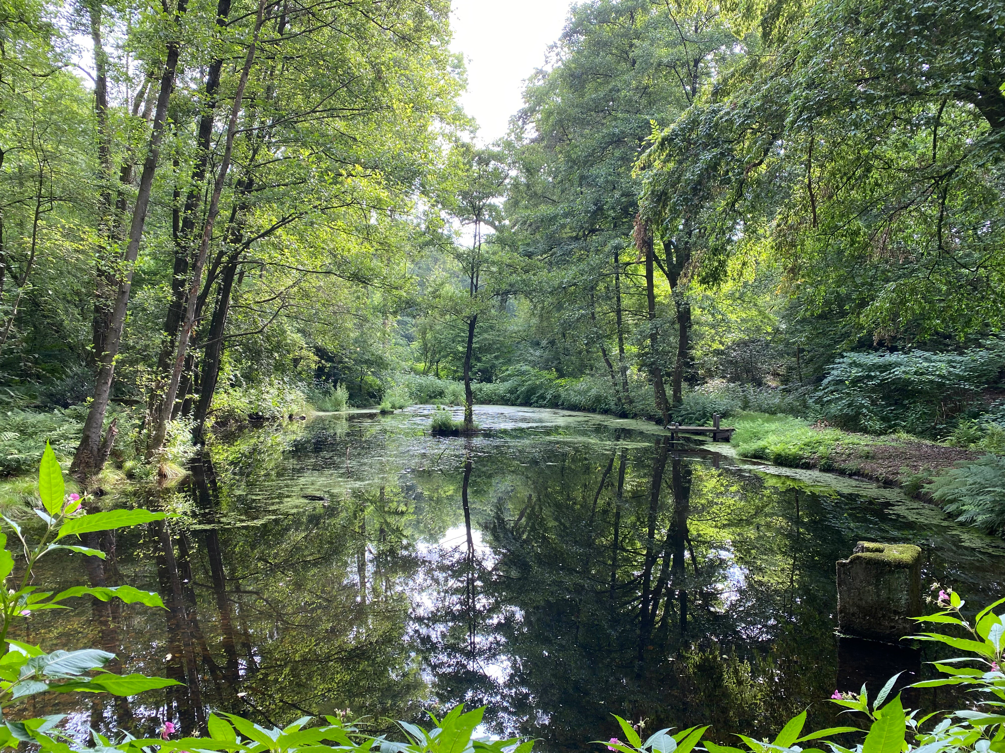 A peaceful, shaded pond reflecting the surrounding green trees and dense forest foliage in Hühnerbachtal.