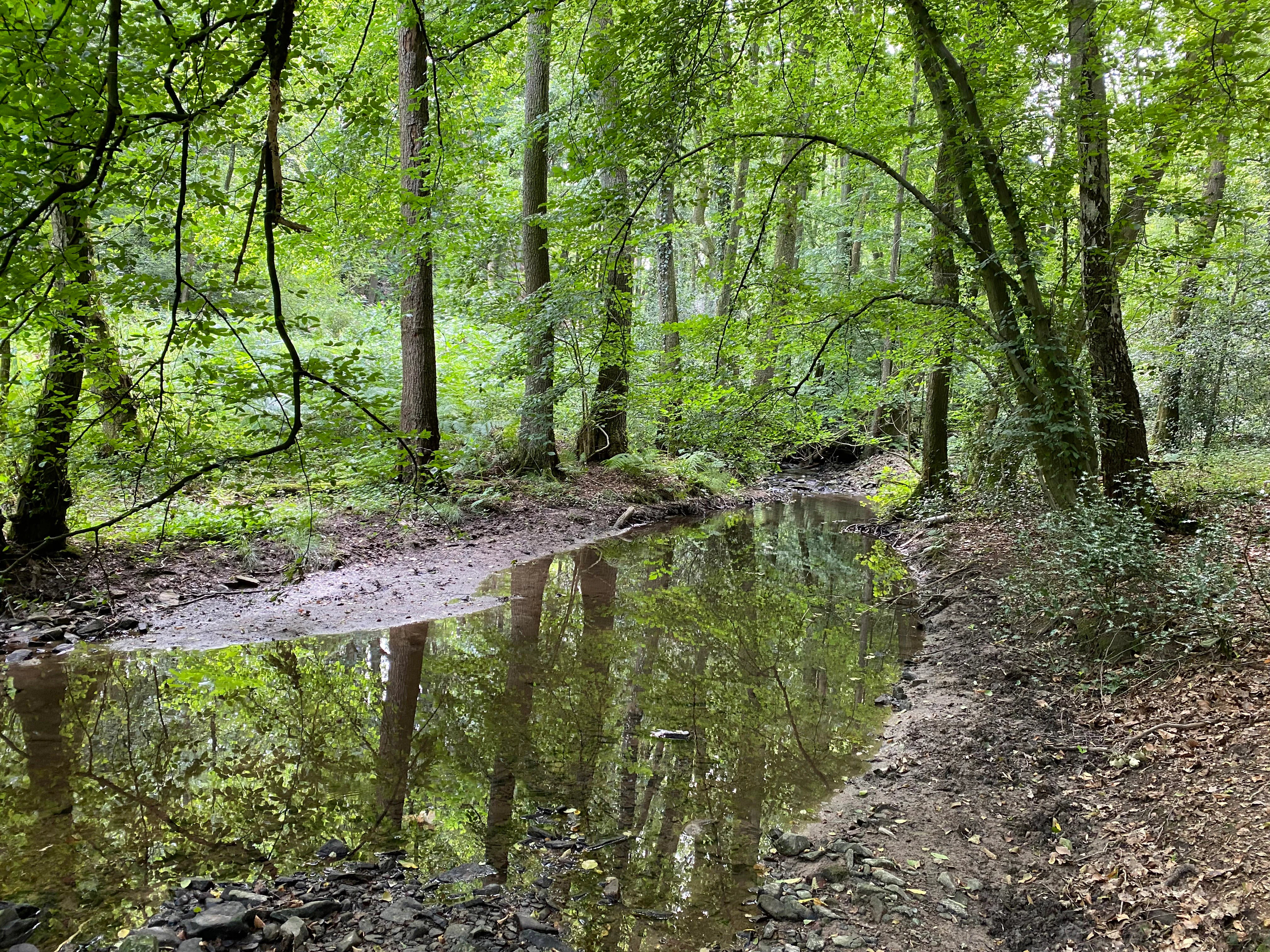 A calm, narrow stream flows through a dense, deciduous forest, reflecting the surrounding trees in its water.