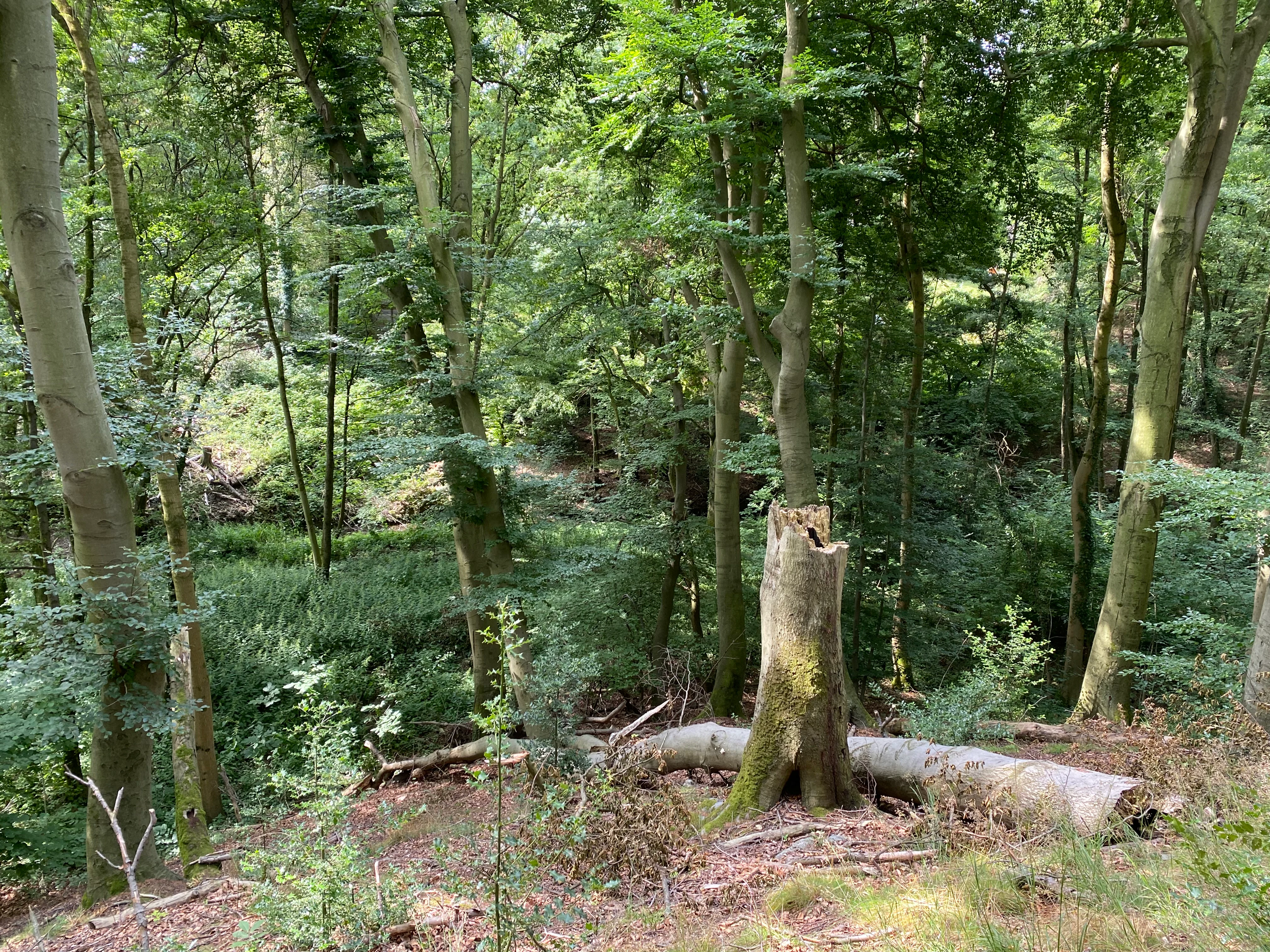 A section of deciduous forest in Hühnerbachtal featuring a prominent tree stump and a fallen log on the forest floor, surrounded by lush green foliage and mature trees.