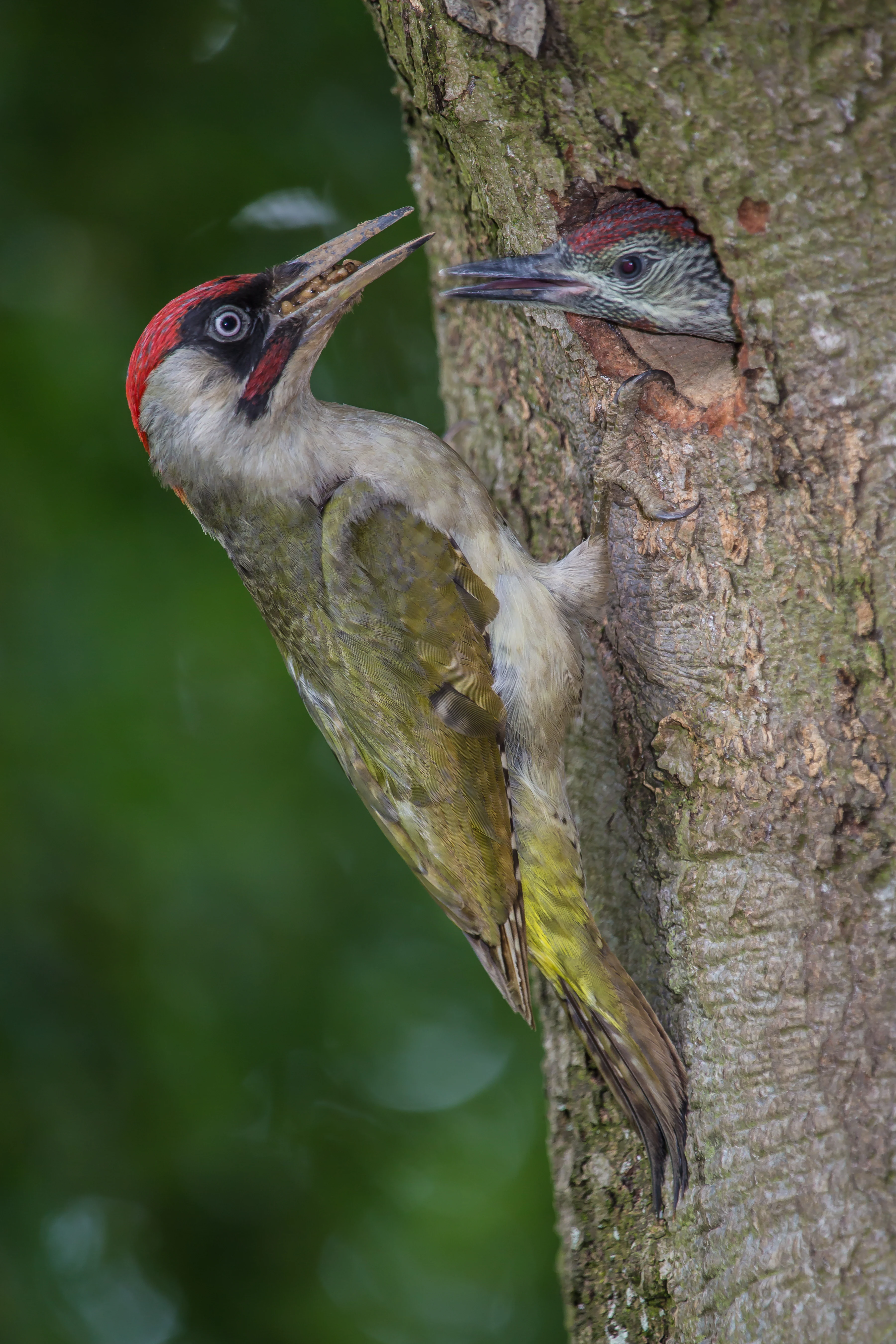 An adult green woodpecker with a red crown and olive green feathers clings to a tree trunk, holding food in its beak to feed a chick peering out from a nesting hole.