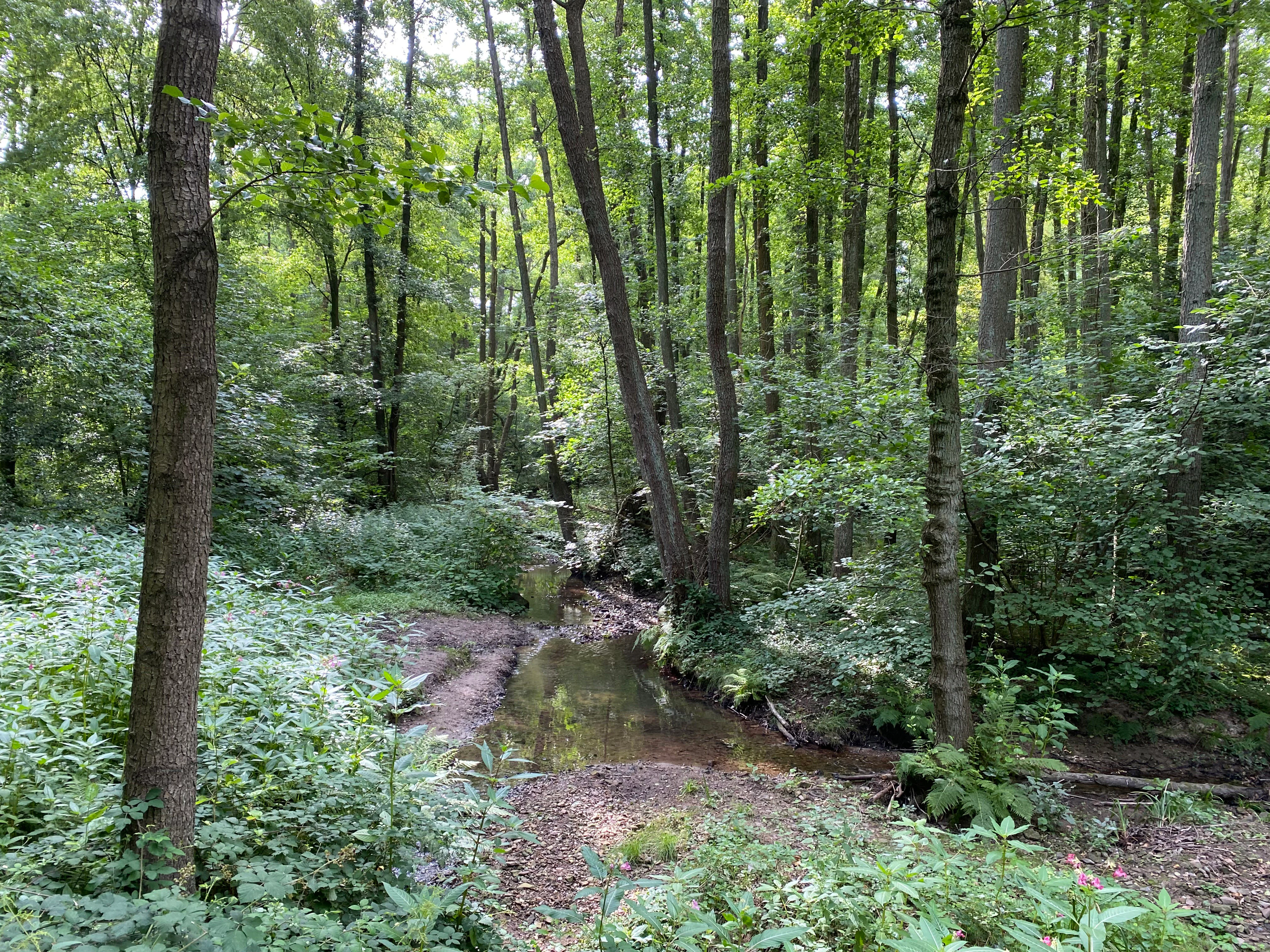 A small, calm creek winds through a dense green forest, with trees and shrubs lining the muddy banks.