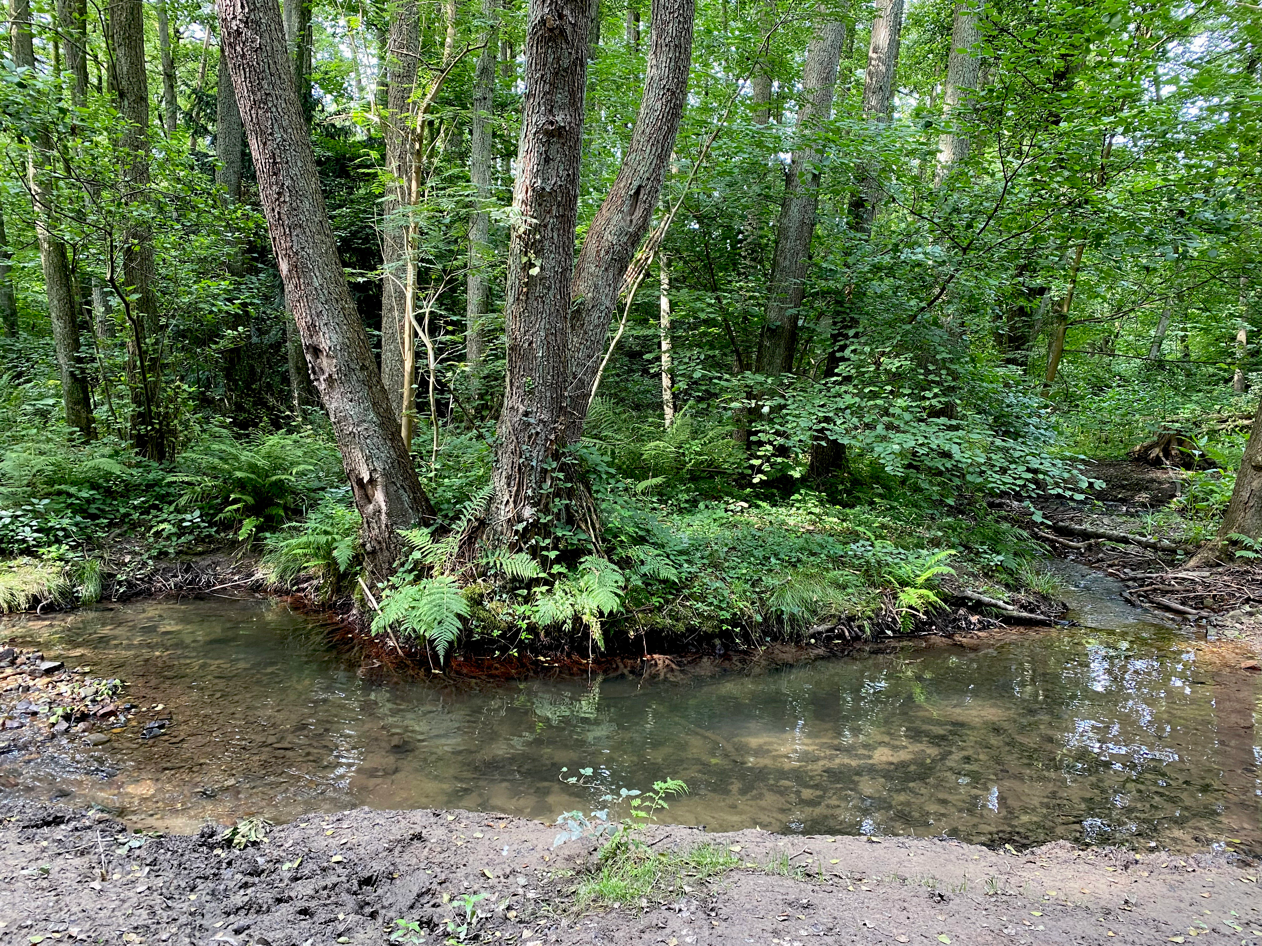 A small, clear stream winds through a dense, green deciduous forest, with a split-trunk tree standing on a muddy bank in the center.