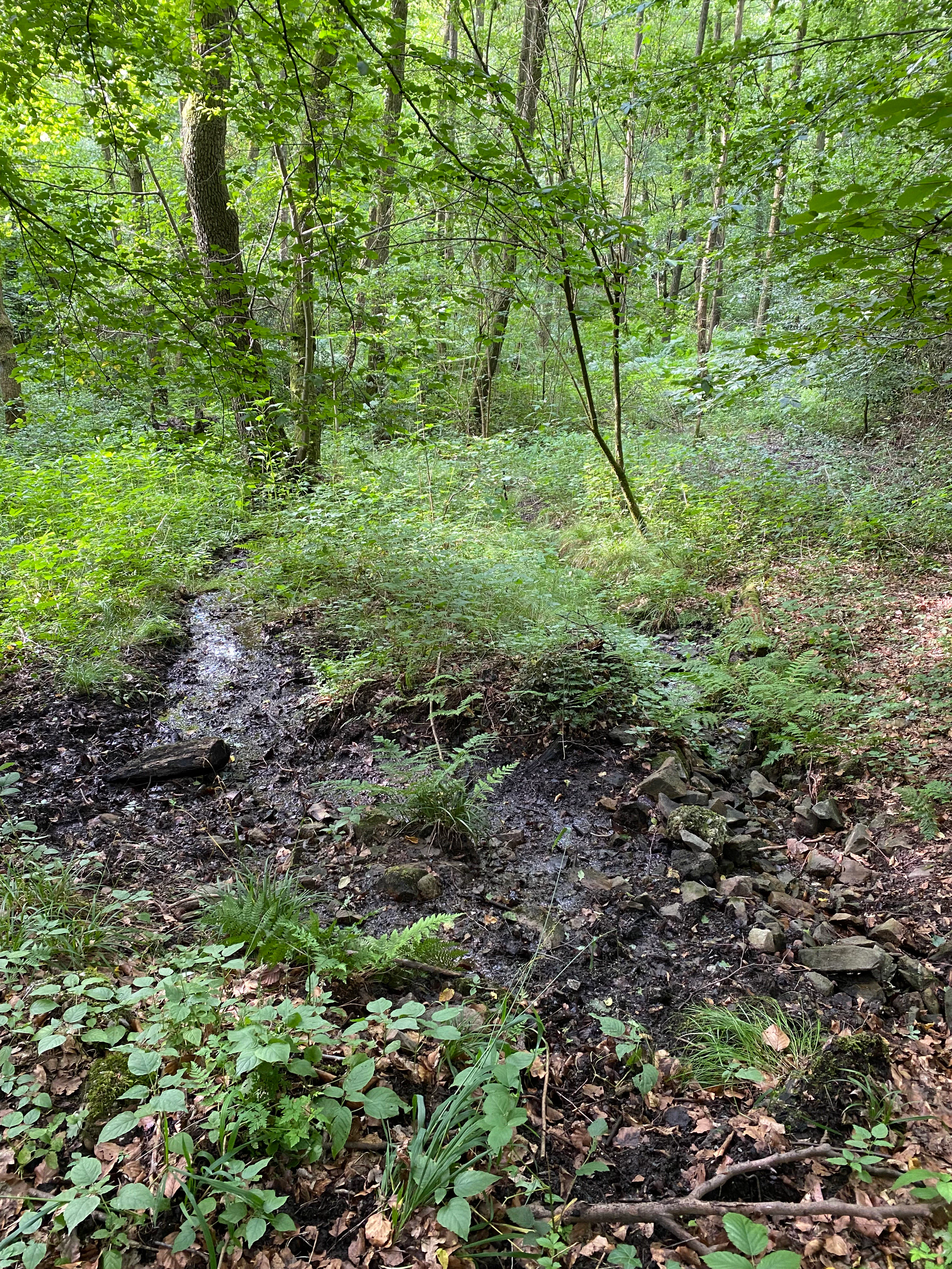 A small, muddy stream with shallow flowing water runs through a dense, leafy green forest floor with ferns and fallen branches.