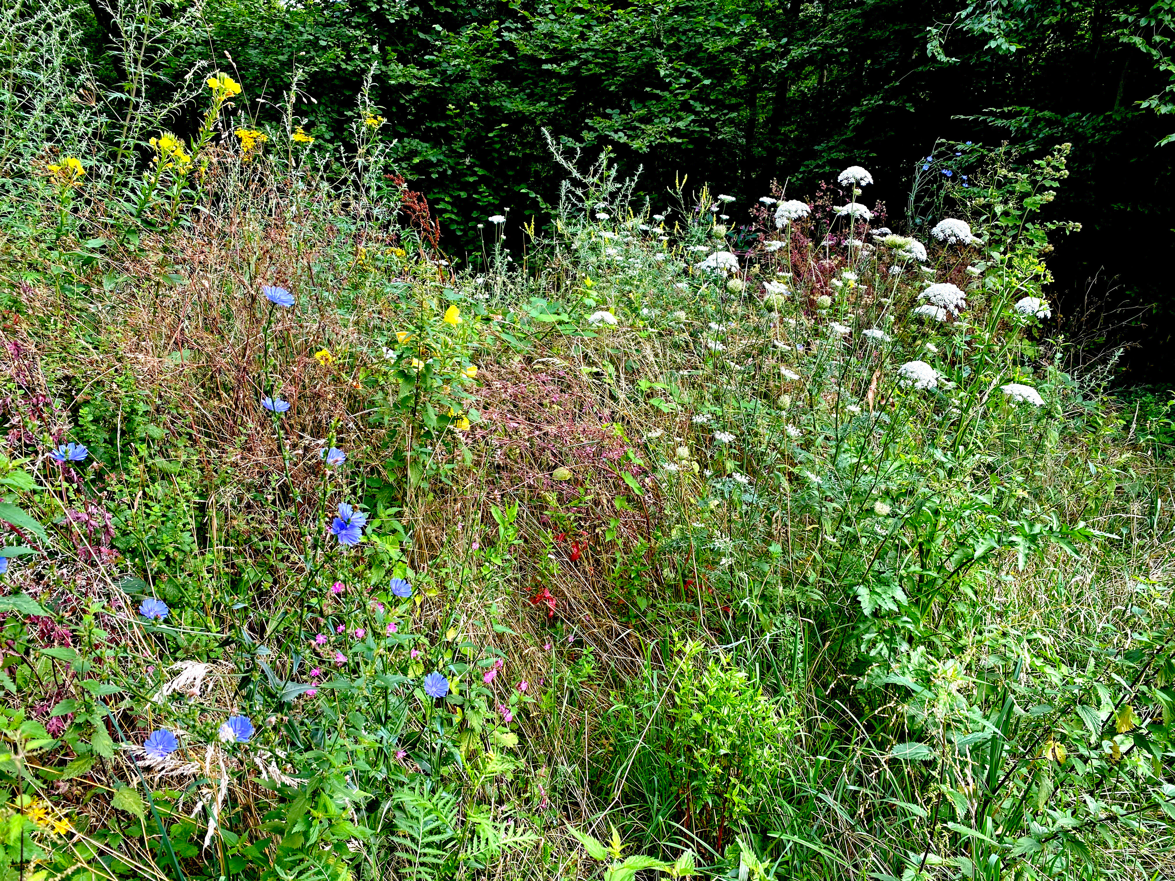 A close view of various wildflowers including blue chicory and white umbellifer flowers growing along a path near a forest edge.