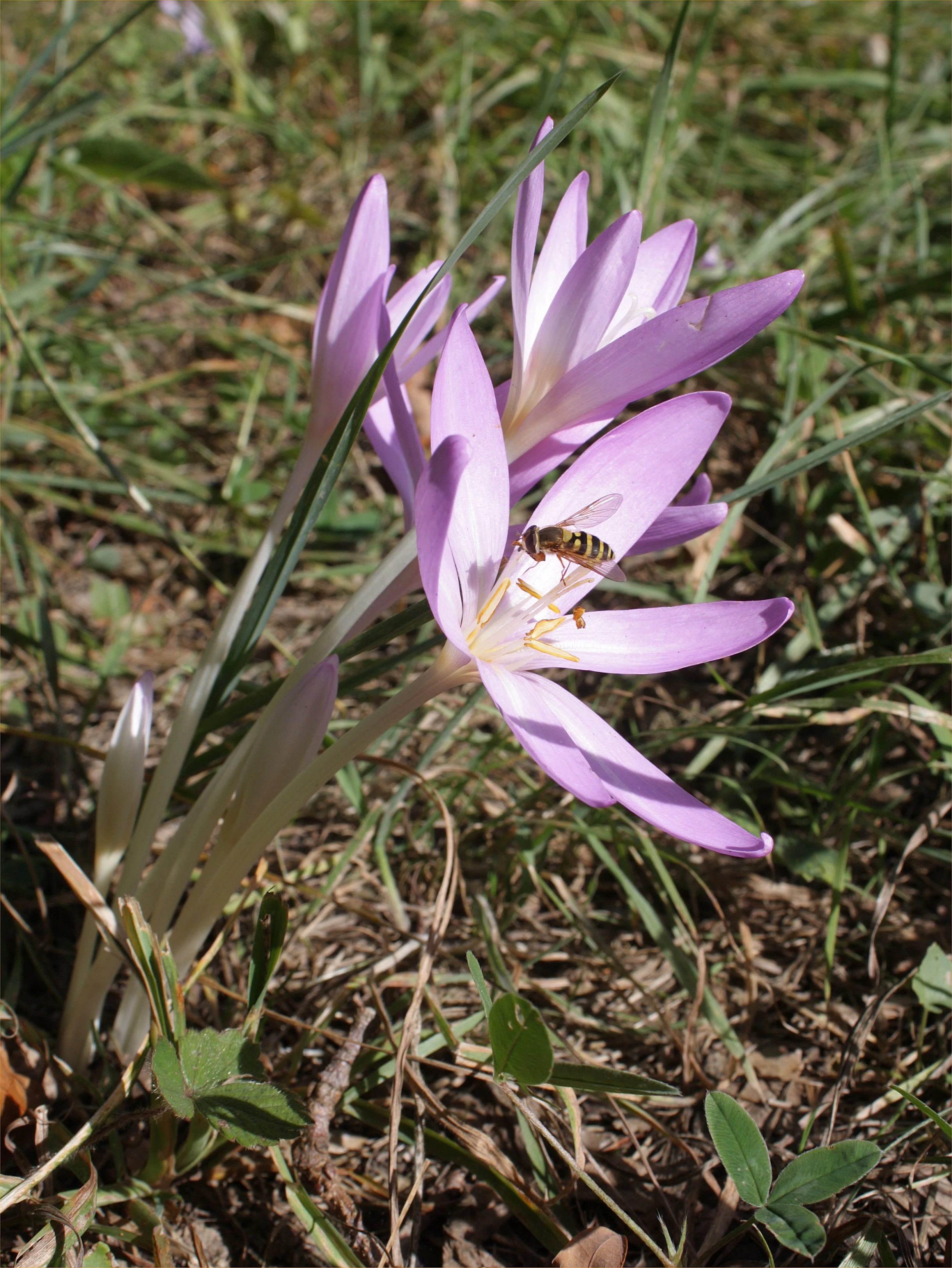 A close-up view of light purple autumn crocus flowers growing in grass, with a bee resting on one of the petals.